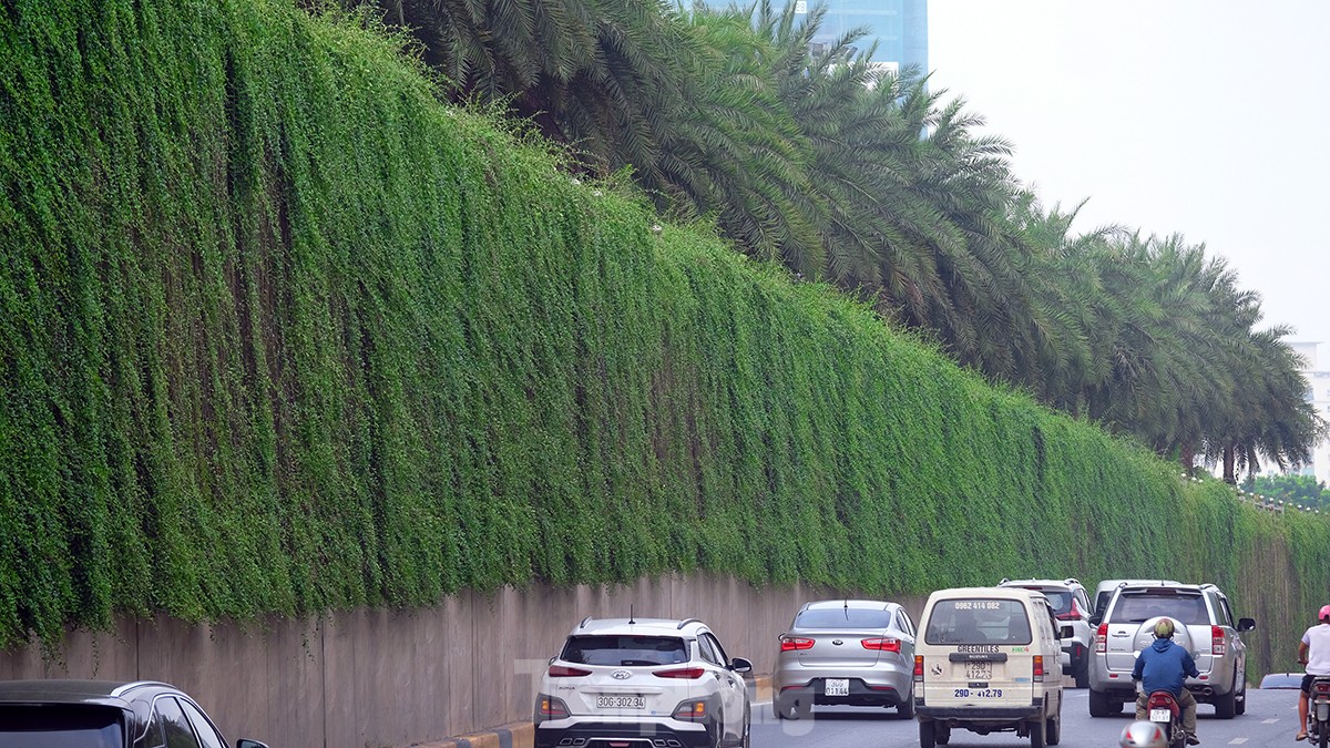Mãn nhãn với bức tường của hầm chui được phủ kín cây xanh ở Hà Nội những ngày oi bức