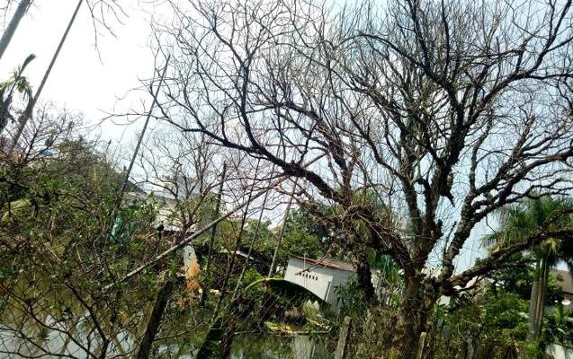 Nhà nứt, cây trồng chết hàng loạt vì 'siêu dự án' thoát nước ảnh 3