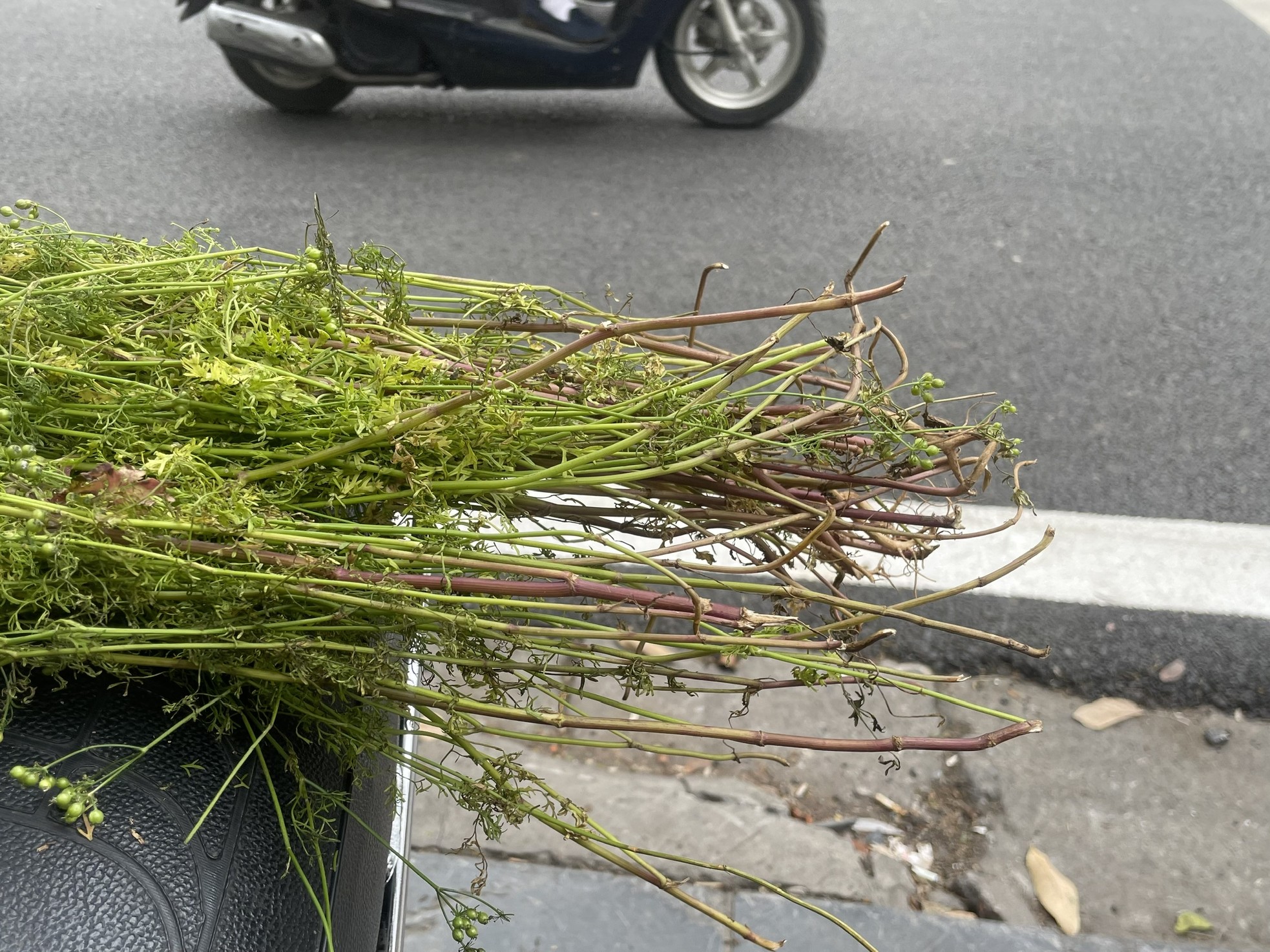 Hương mùi già về phố, báo hiệu Tết rất gần ảnh 6