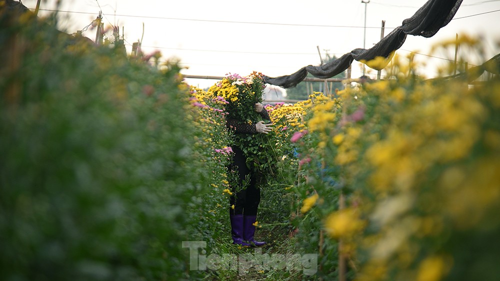 Vựa hoa lớn nhất Hà Nội tất bật thu hoạch vụ hoa quan trọng nhất năm ảnh 1