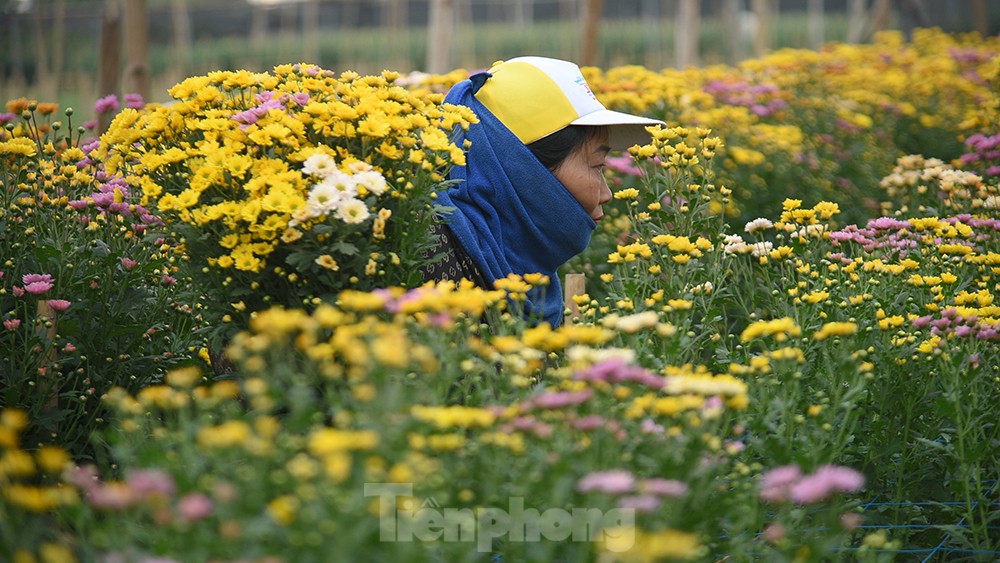 Vựa hoa lớn nhất Hà Nội tất bật thu hoạch vụ hoa quan trọng nhất năm ảnh 2