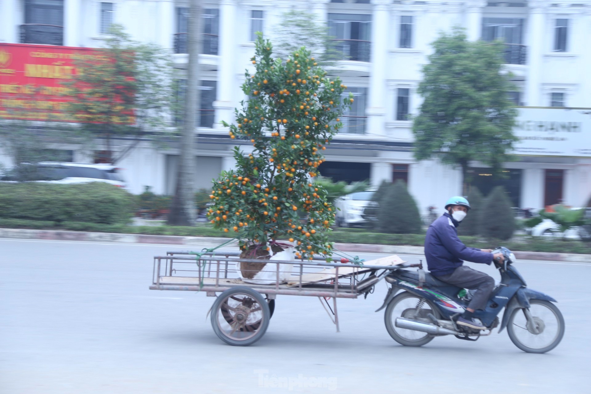 Đội mưa rét chở đào quất Tết kiếm tiền triệu mỗi ngày ảnh 11