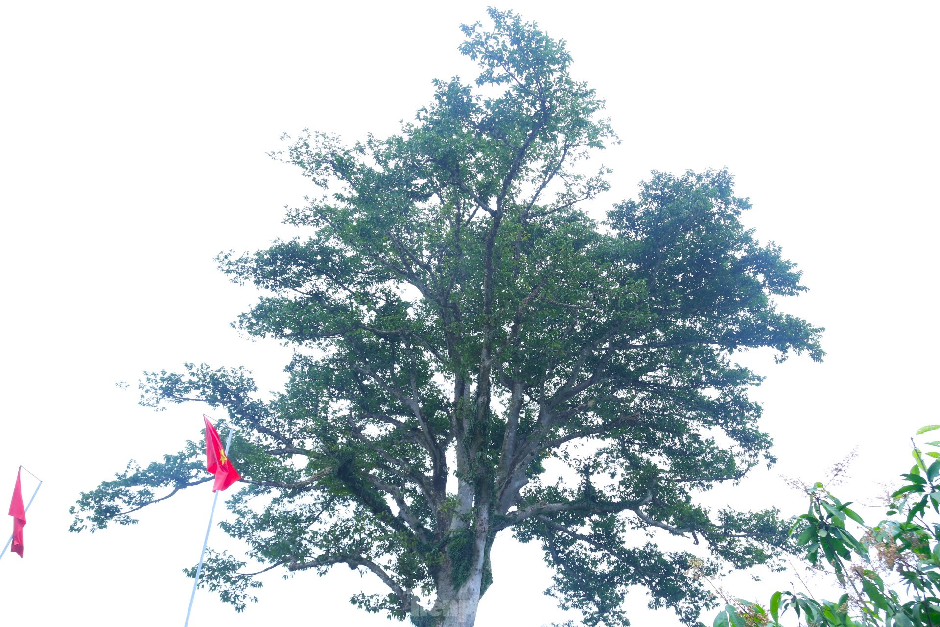 Vẻ đẹp kỳ thú ‘có một không hai’ của cây sui cổ thụ xứ Nghệ ảnh 9
