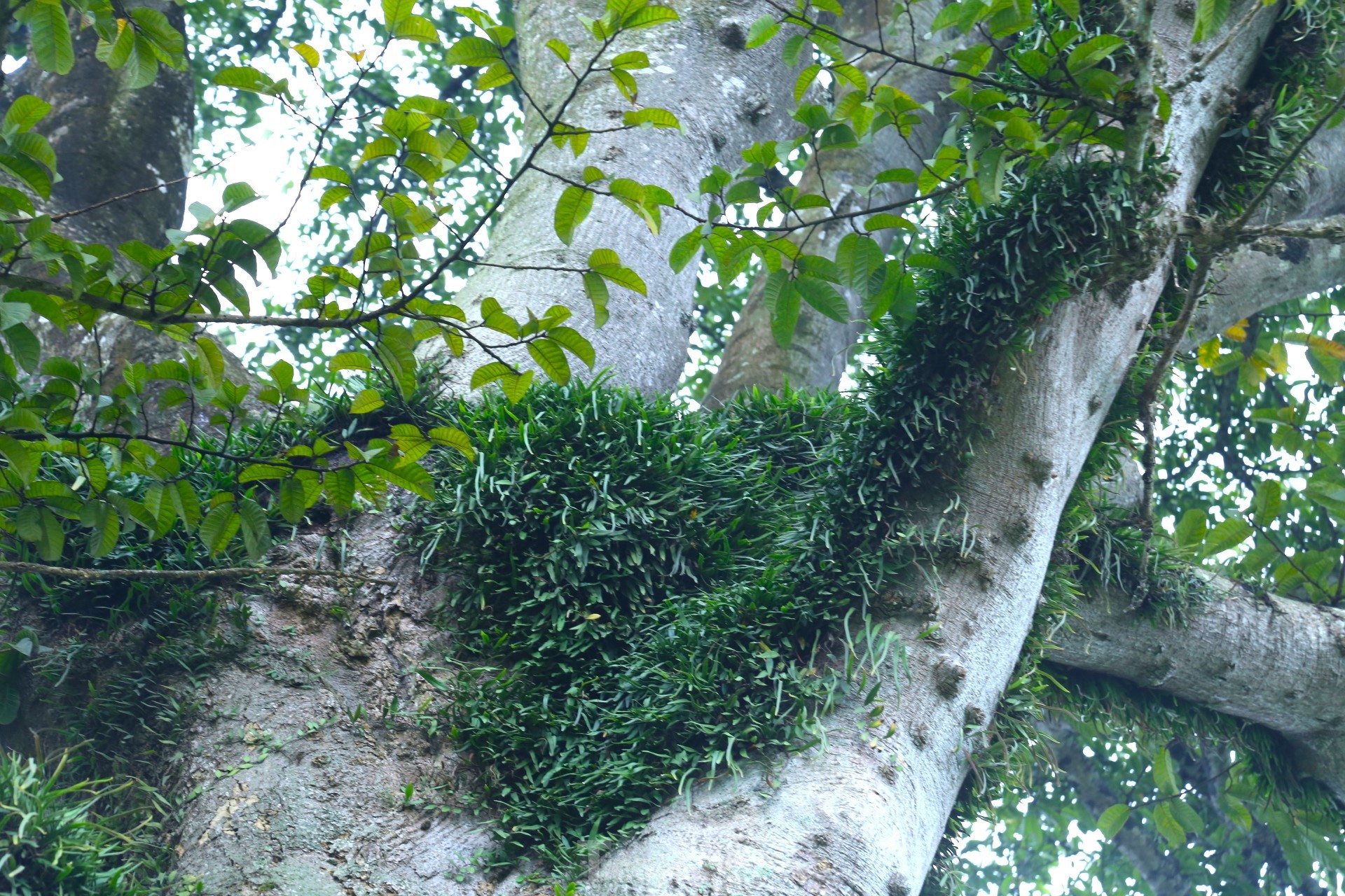 Vẻ đẹp kỳ thú ‘có một không hai’ của cây sui cổ thụ xứ Nghệ ảnh 7