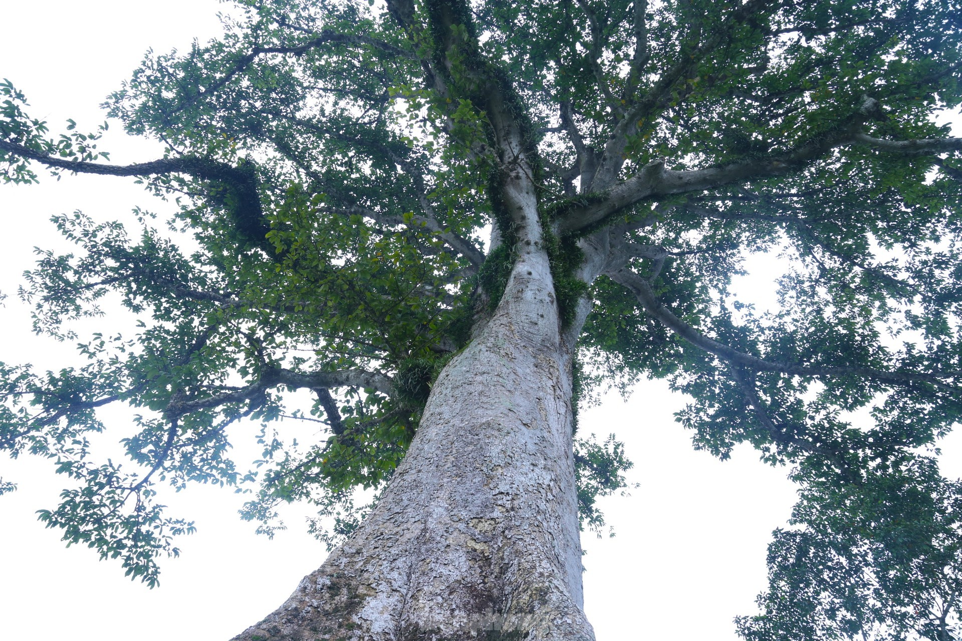 Vẻ đẹp kỳ thú ‘có một không hai’ của cây sui cổ thụ xứ Nghệ ảnh 2