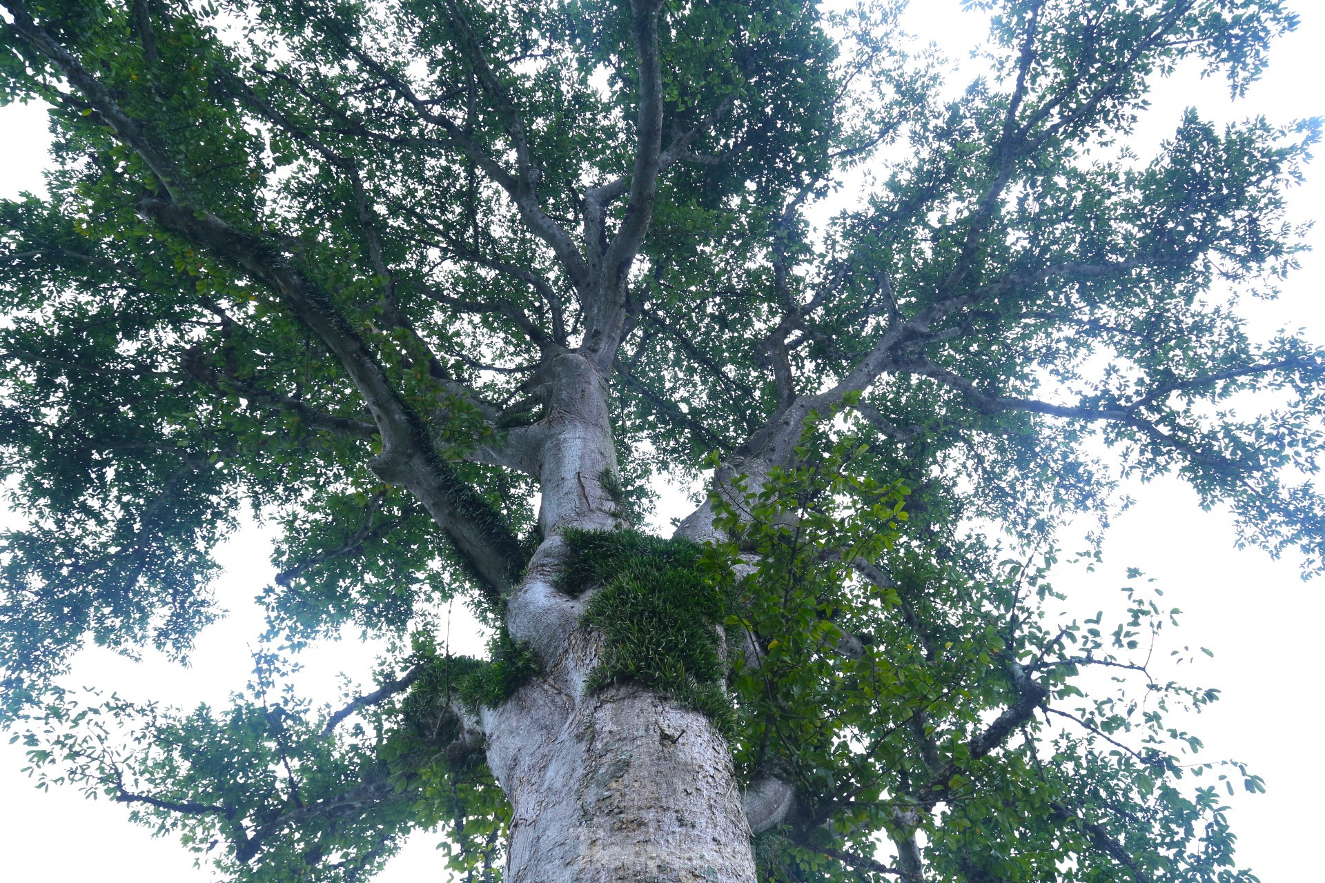 Vẻ đẹp kỳ thú ‘có một không hai’ của cây sui cổ thụ xứ Nghệ ảnh 6