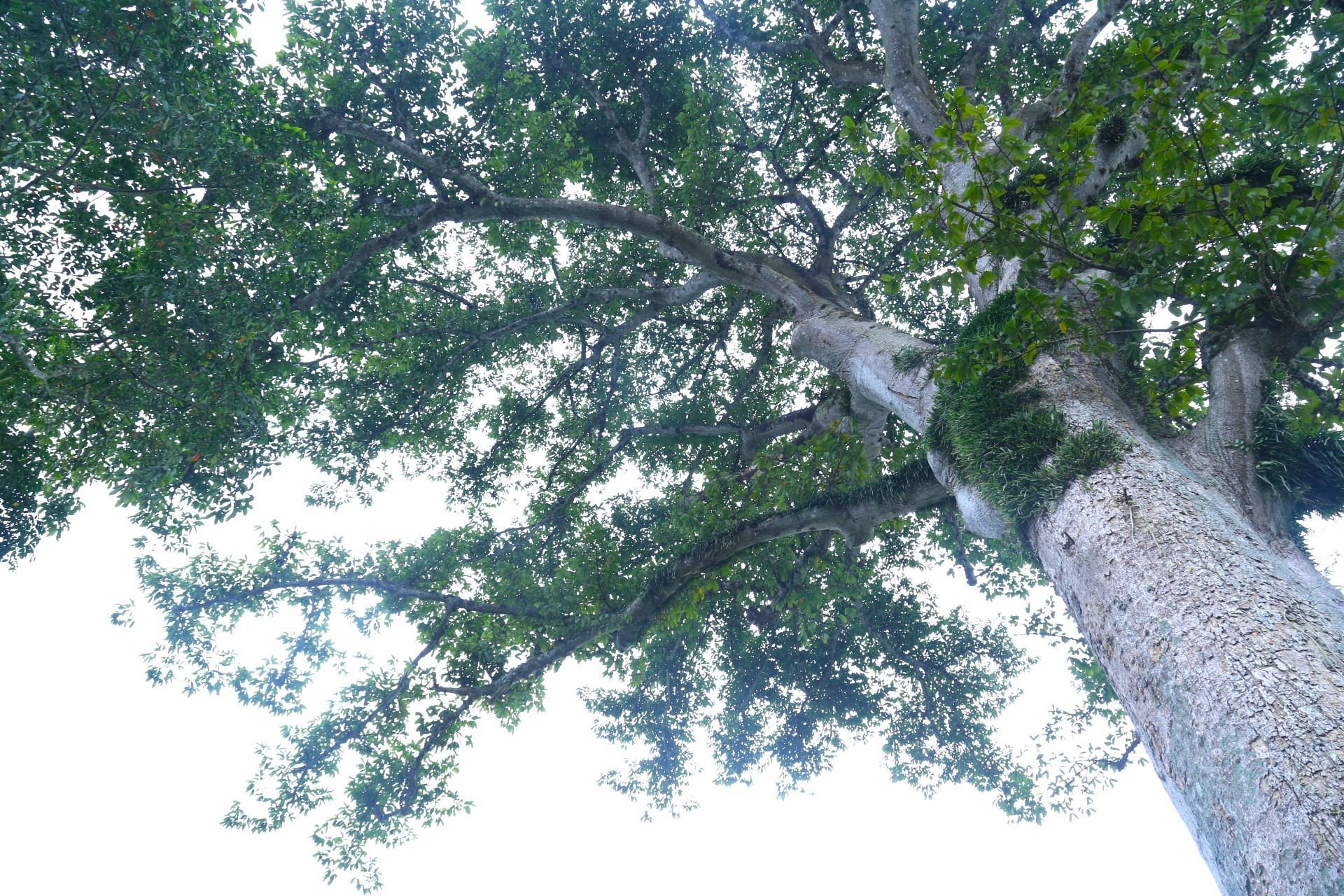 Vẻ đẹp kỳ thú ‘có một không hai’ của cây sui cổ thụ xứ Nghệ ảnh 8