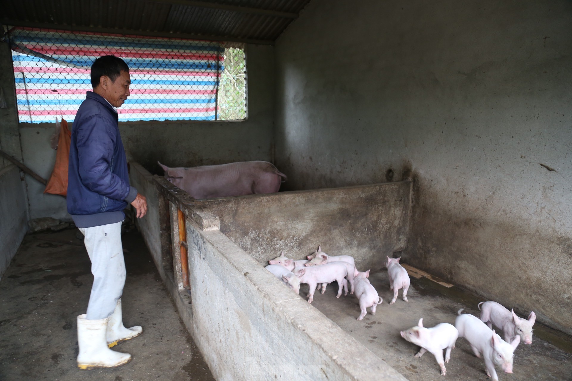 Cám cảnh trại lợn tiền tỷ trống trơn, người nuôi ‘treo chuồng’ ảnh 8