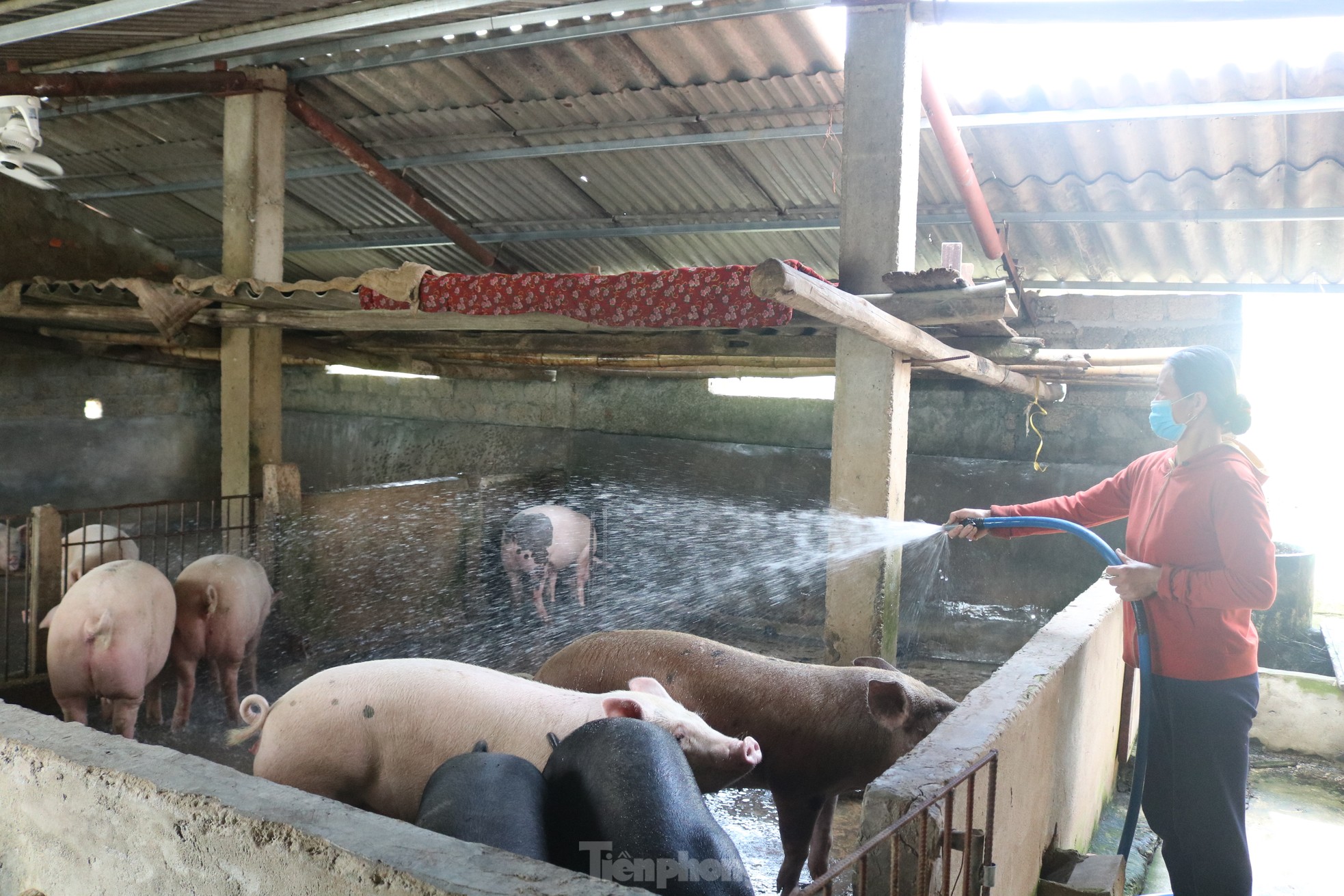 Cám cảnh trại lợn tiền tỷ trống trơn, người nuôi ‘treo chuồng’ ảnh 10