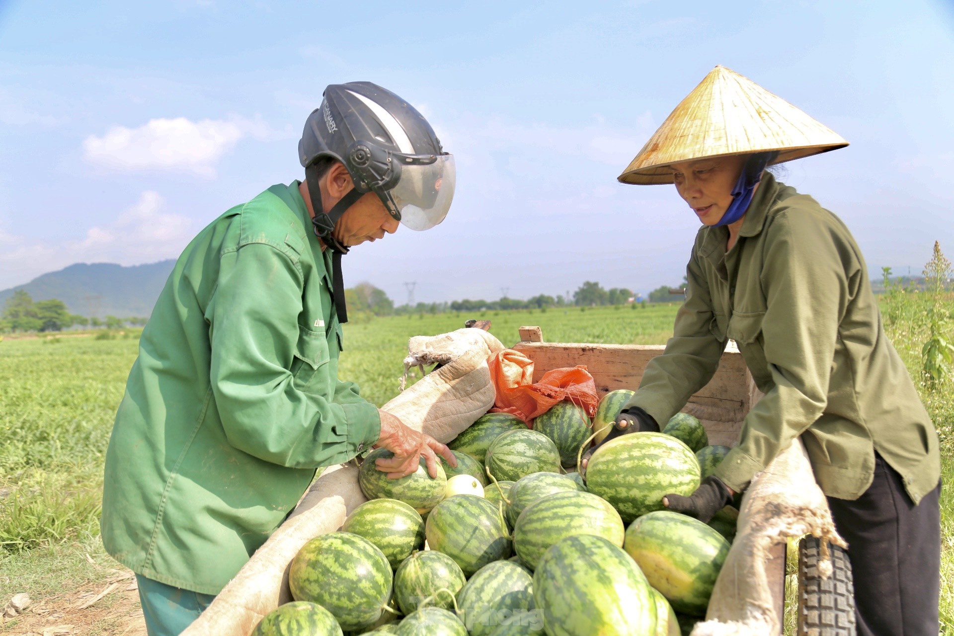 Nông dân phấn khởi thu hoạch dưa giữa trưa nắng chang chang ảnh 5