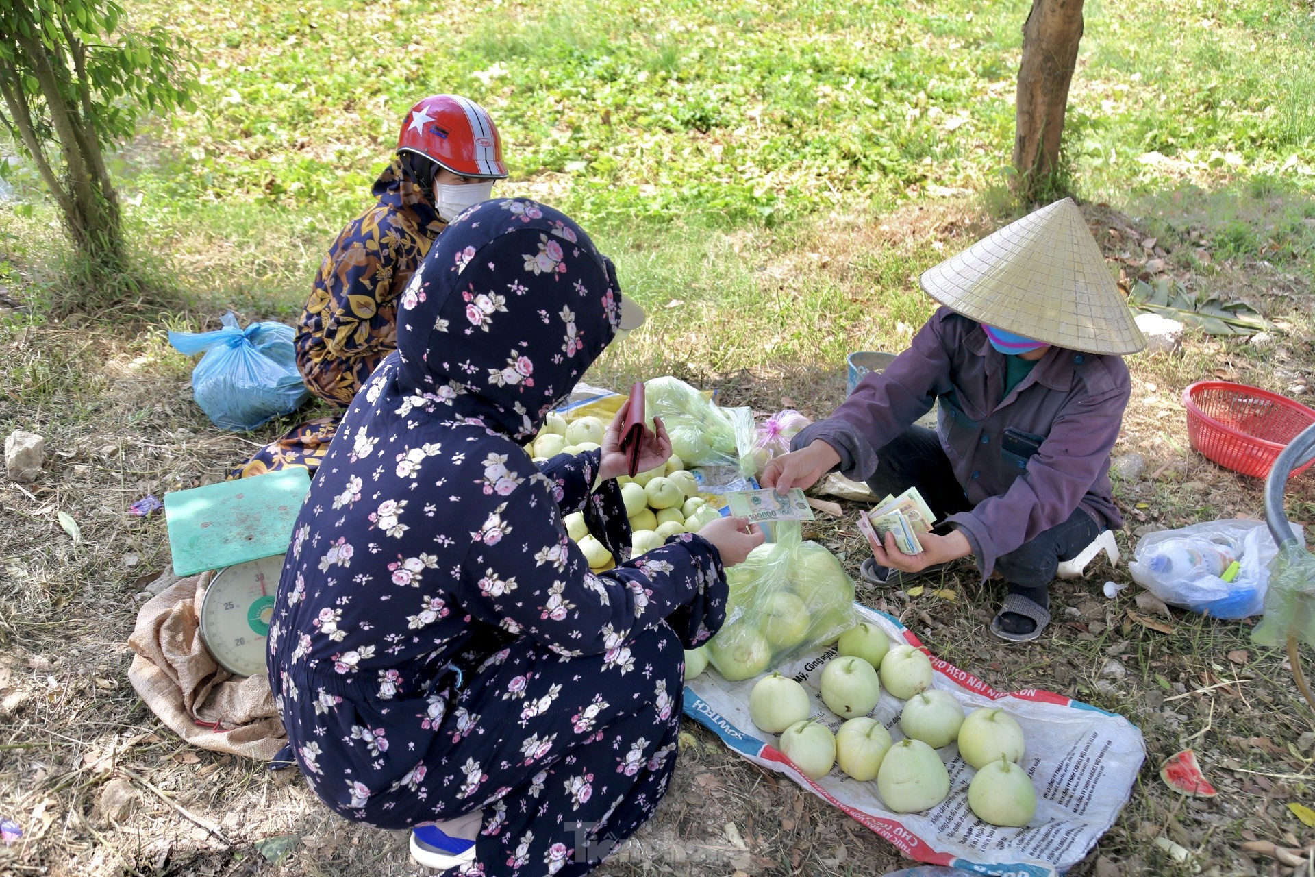 Nông dân phấn khởi thu hoạch dưa giữa trưa nắng chang chang ảnh 13