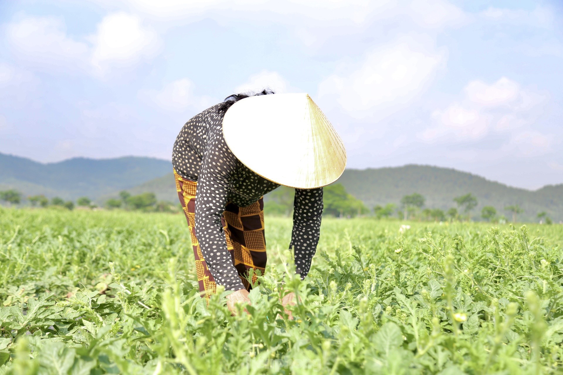 Nông dân phấn khởi thu hoạch dưa giữa trưa nắng chang chang ảnh 8