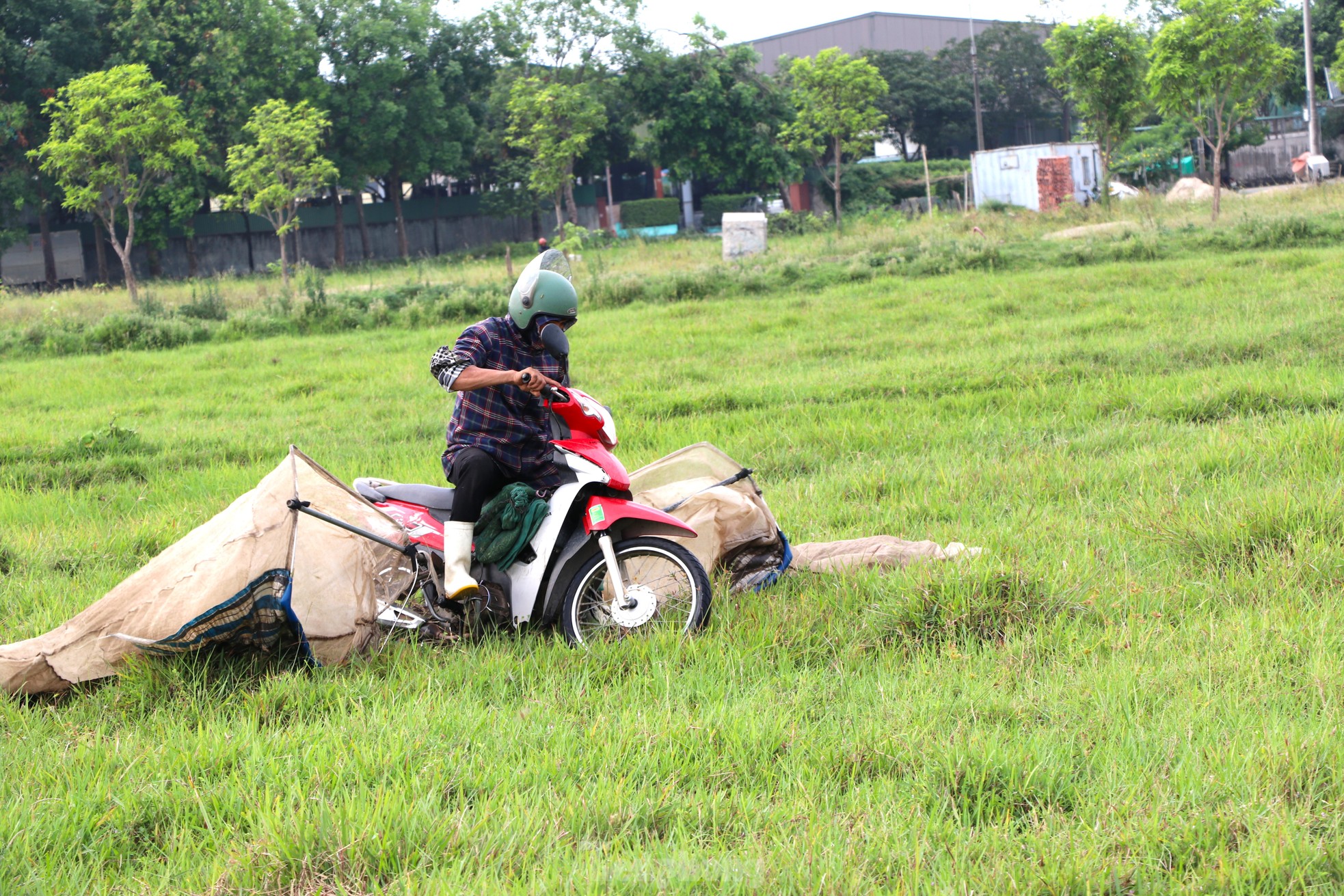 Vượt hơn 80km để săn châu chấu, nông dân Nghệ An kiếm tiền triệu mỗi ngày ảnh 4