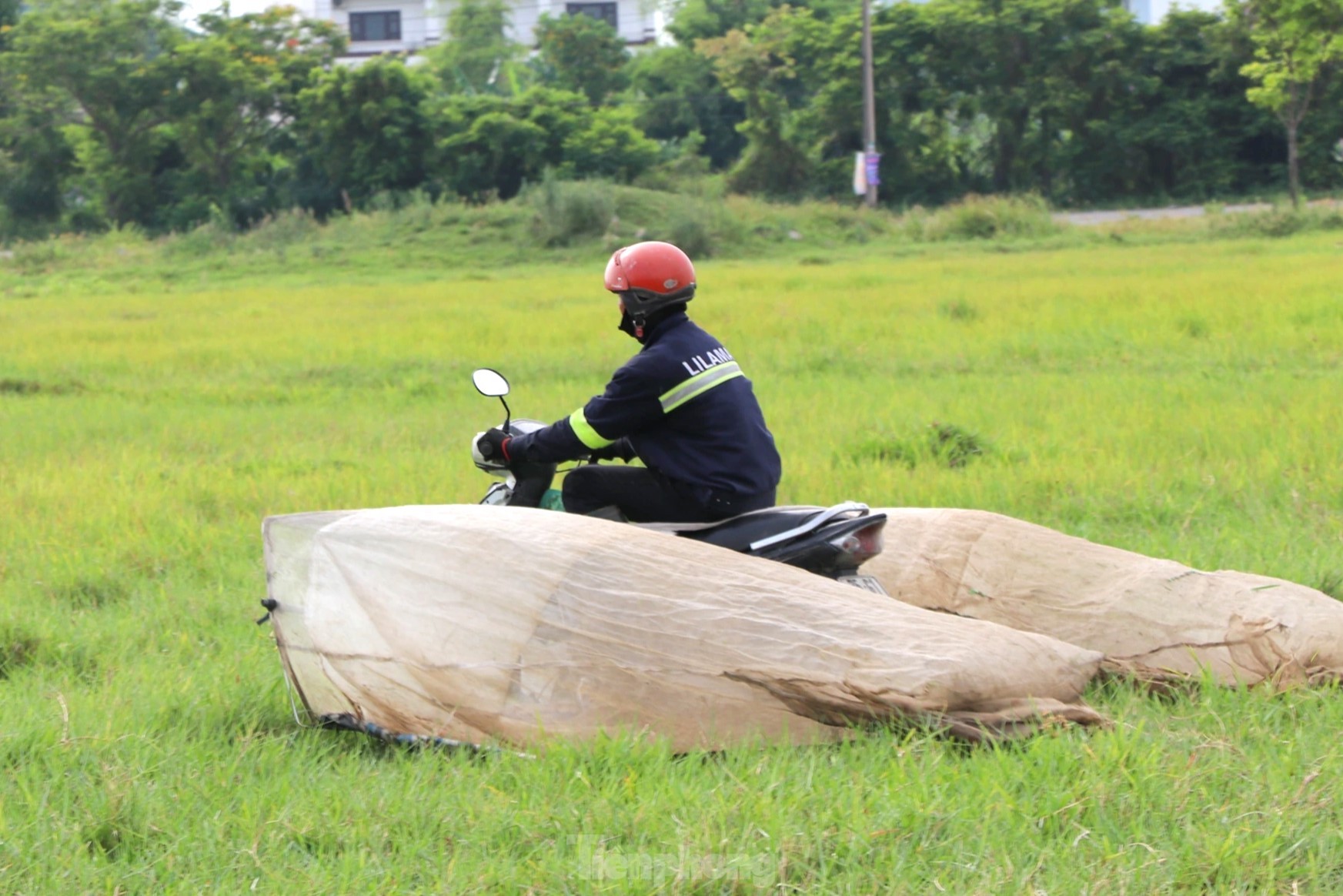 Vượt hơn 80km để săn châu chấu, nông dân Nghệ An kiếm tiền triệu mỗi ngày ảnh 5