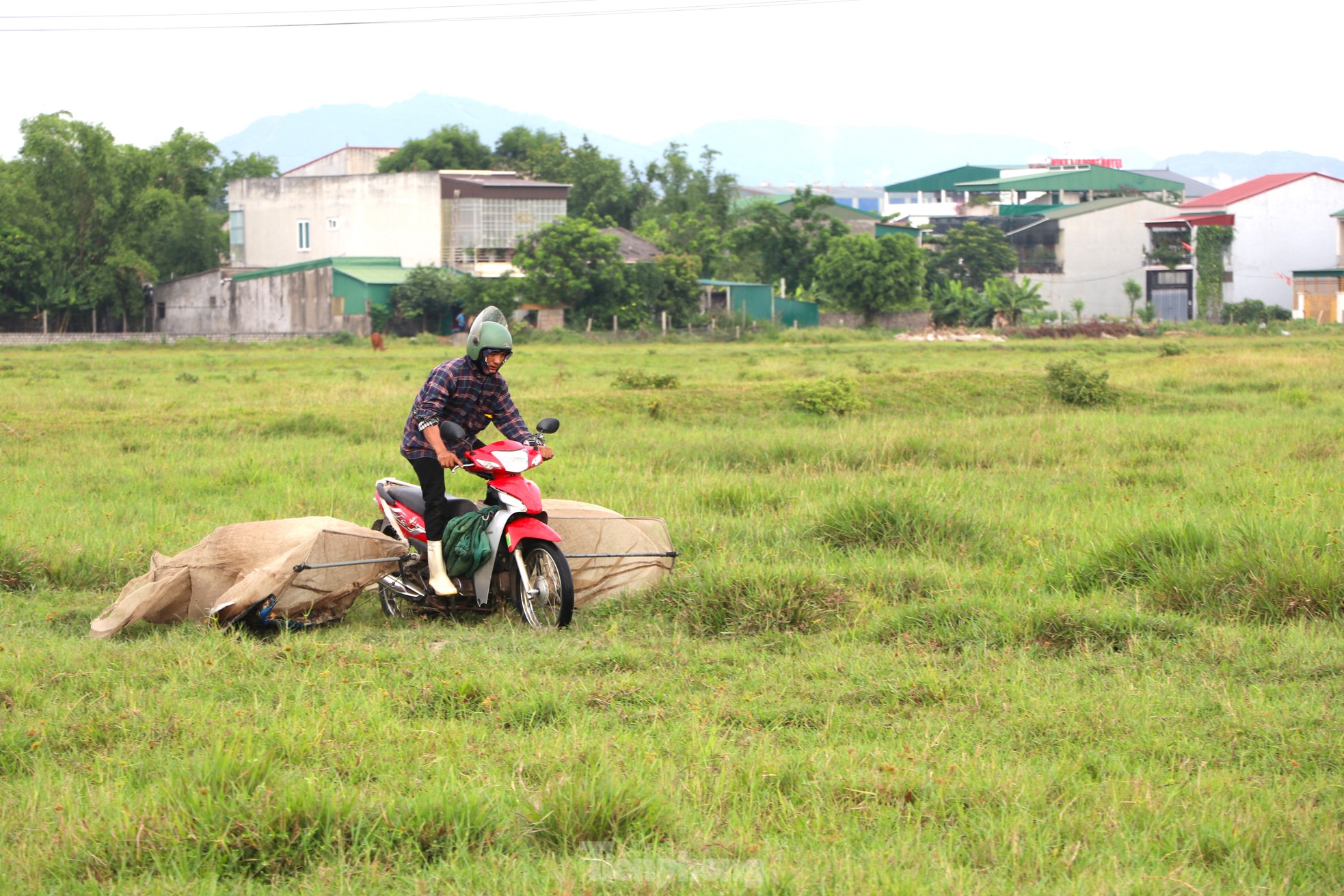 Vượt hơn 80km để săn châu chấu, nông dân Nghệ An kiếm tiền triệu mỗi ngày ảnh 2