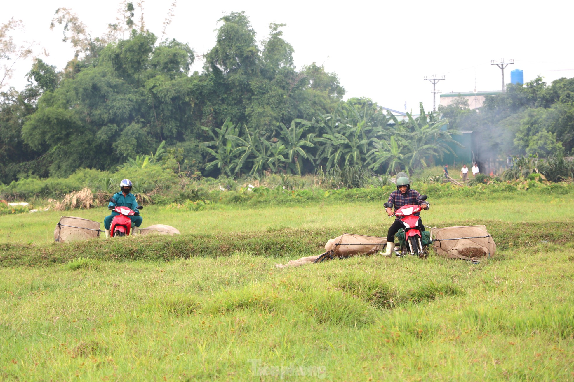 Vượt hơn 80km để săn châu chấu, nông dân Nghệ An kiếm tiền triệu mỗi ngày ảnh 10