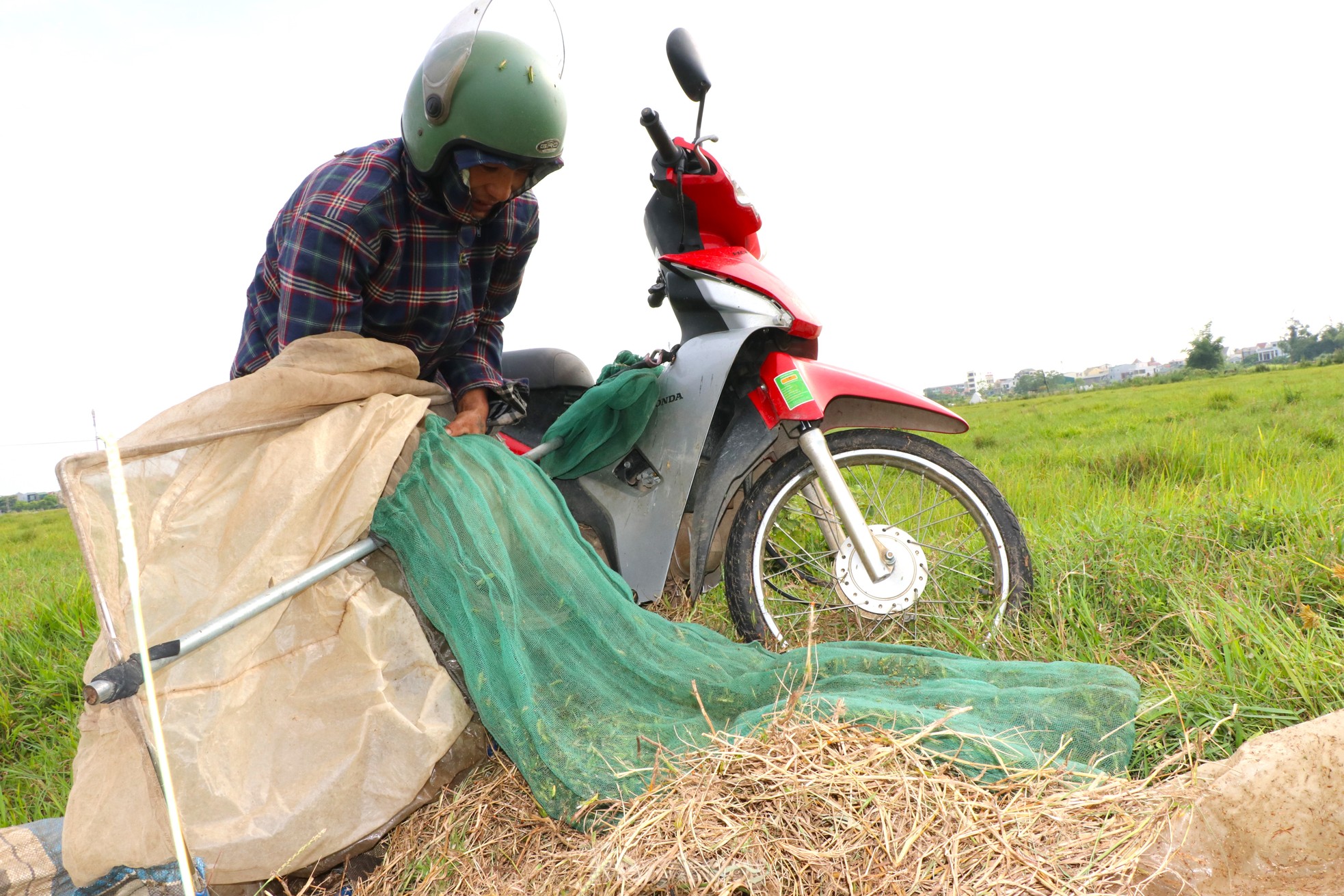 Vượt hơn 80km để săn châu chấu, nông dân Nghệ An kiếm tiền triệu mỗi ngày ảnh 7