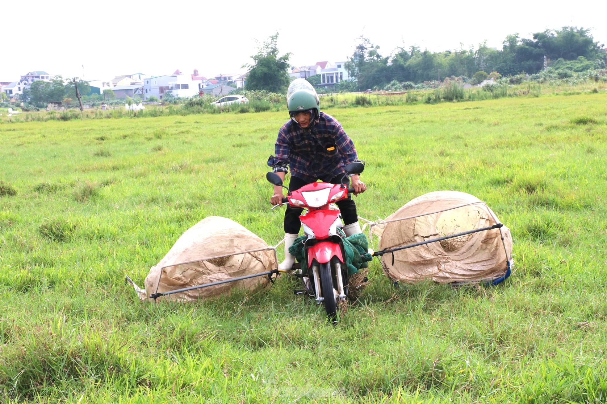 Vượt hơn 80km để săn châu chấu, nông dân Nghệ An kiếm tiền triệu mỗi ngày ảnh 3