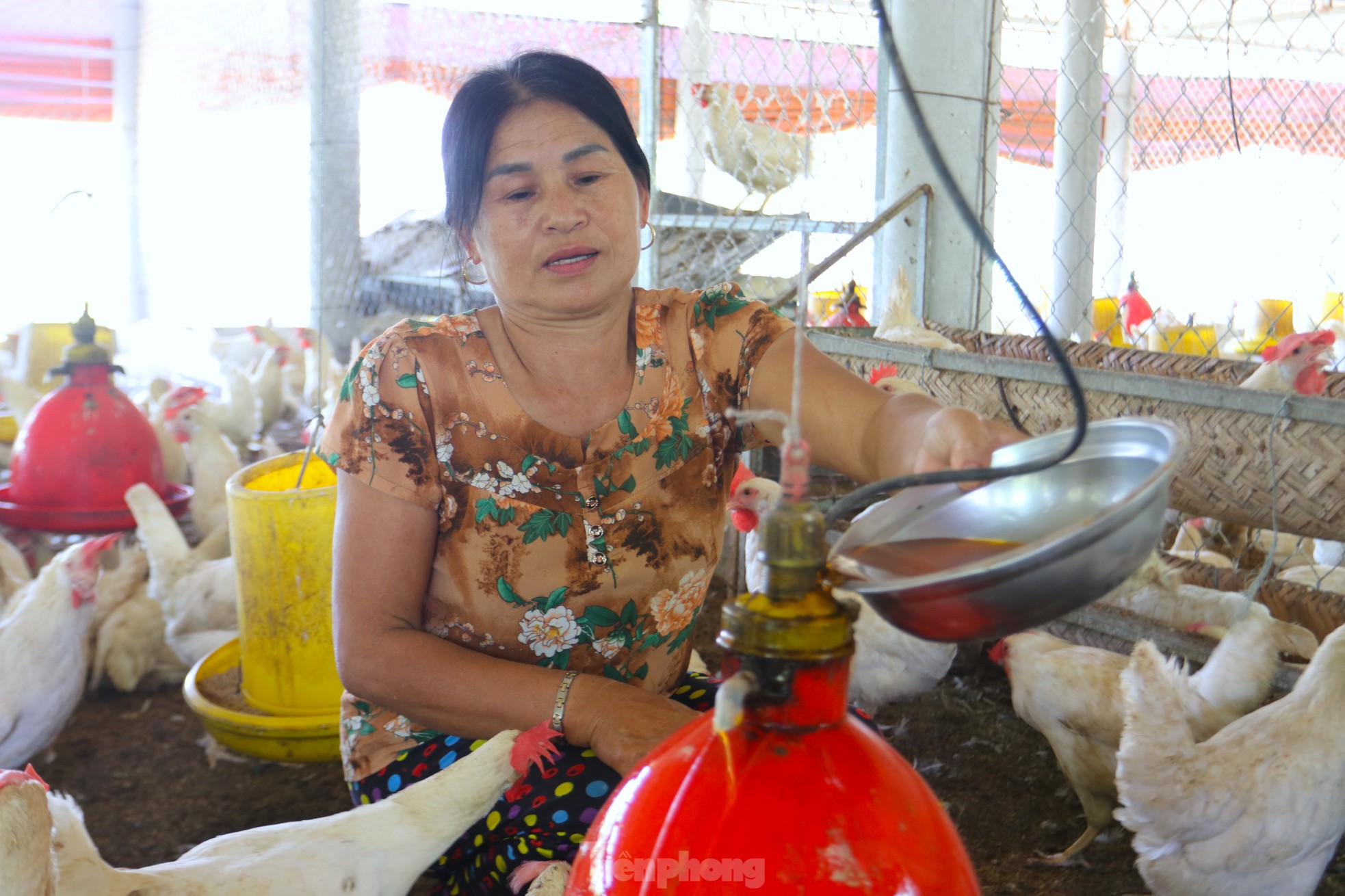 Lắp quạt trần, máy phun sương giảm nhiệt cho gà ngày nắng nóng ảnh 6