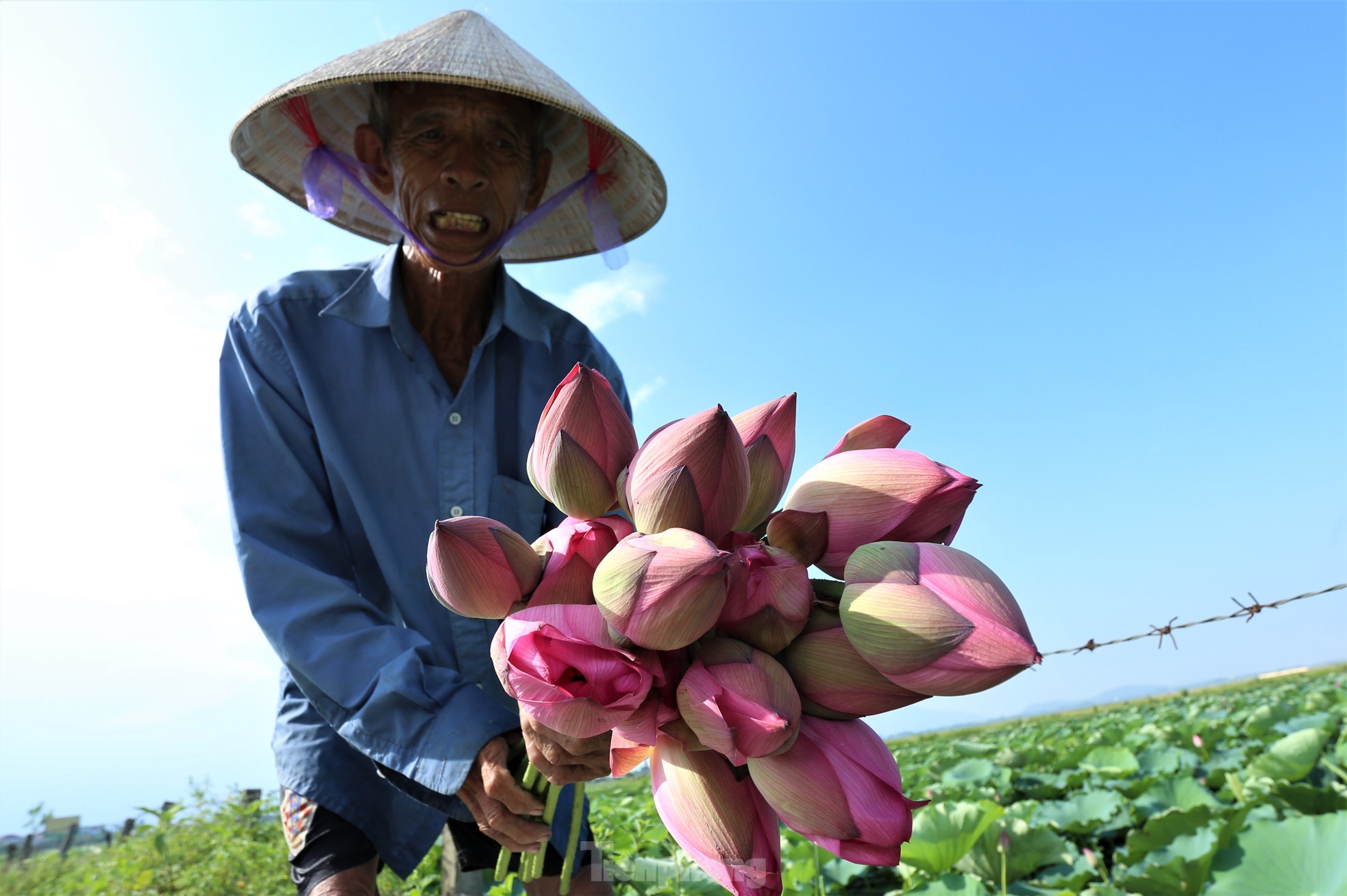 Chiêm ngưỡng những đầm sen nở rộ, tỏa hương ngào ngạt ở Hà Tĩnh ảnh 13