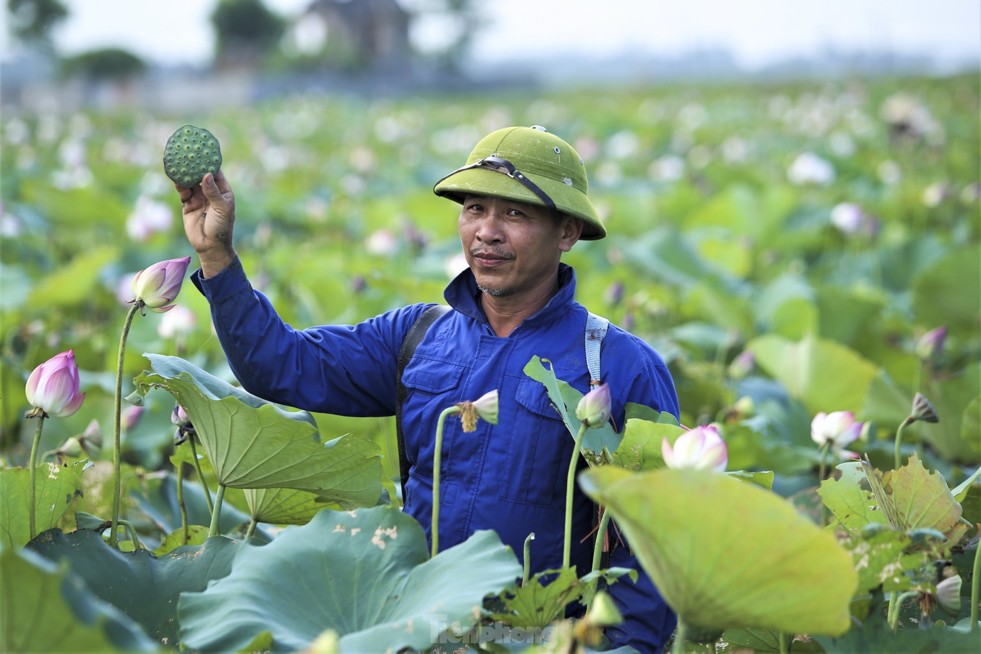 Chiêm ngưỡng những đầm sen nở rộ, tỏa hương ngào ngạt ở Hà Tĩnh ảnh 6