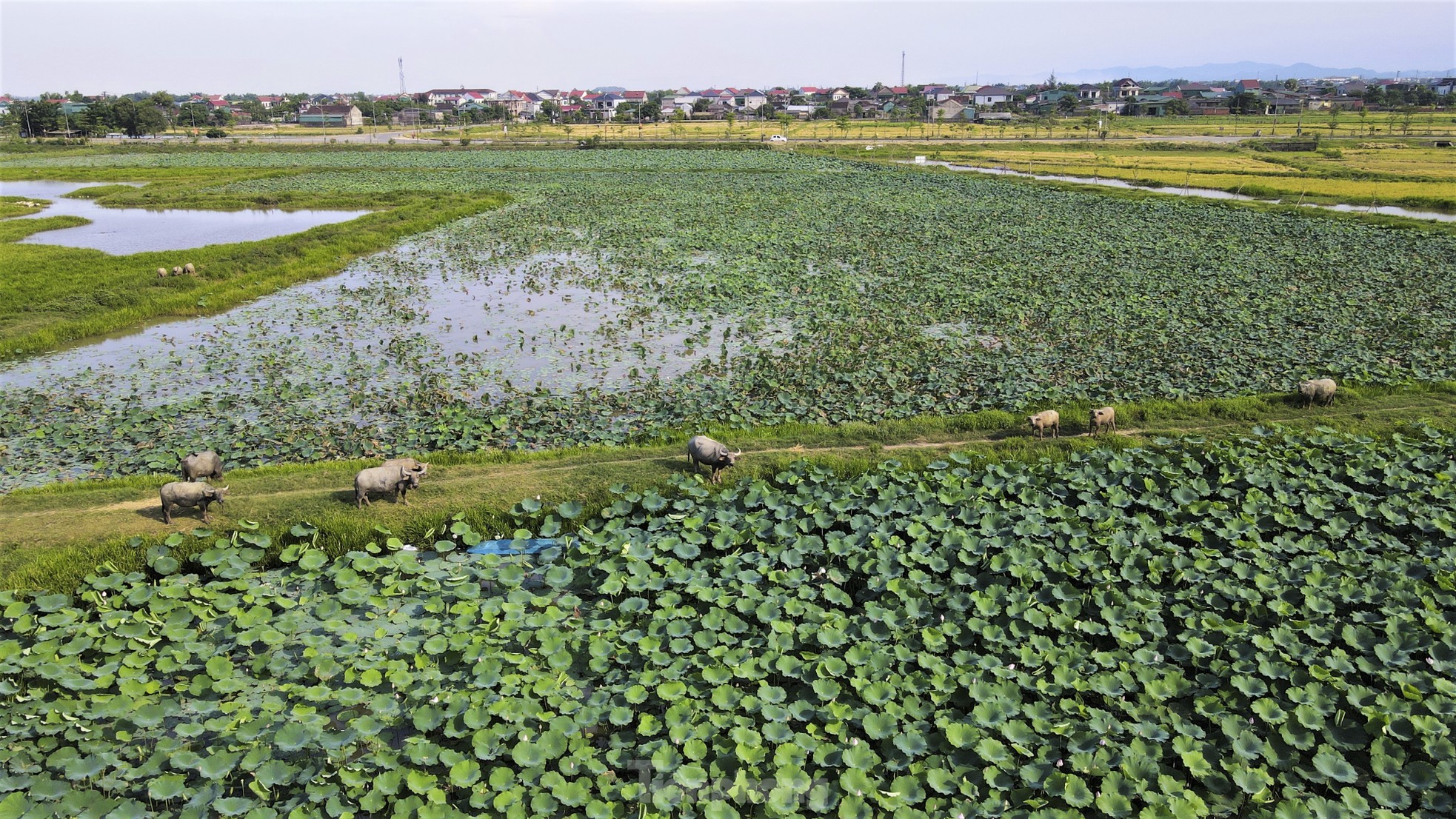 Chiêm ngưỡng những đầm sen nở rộ, tỏa hương ngào ngạt ở Hà Tĩnh ảnh 14