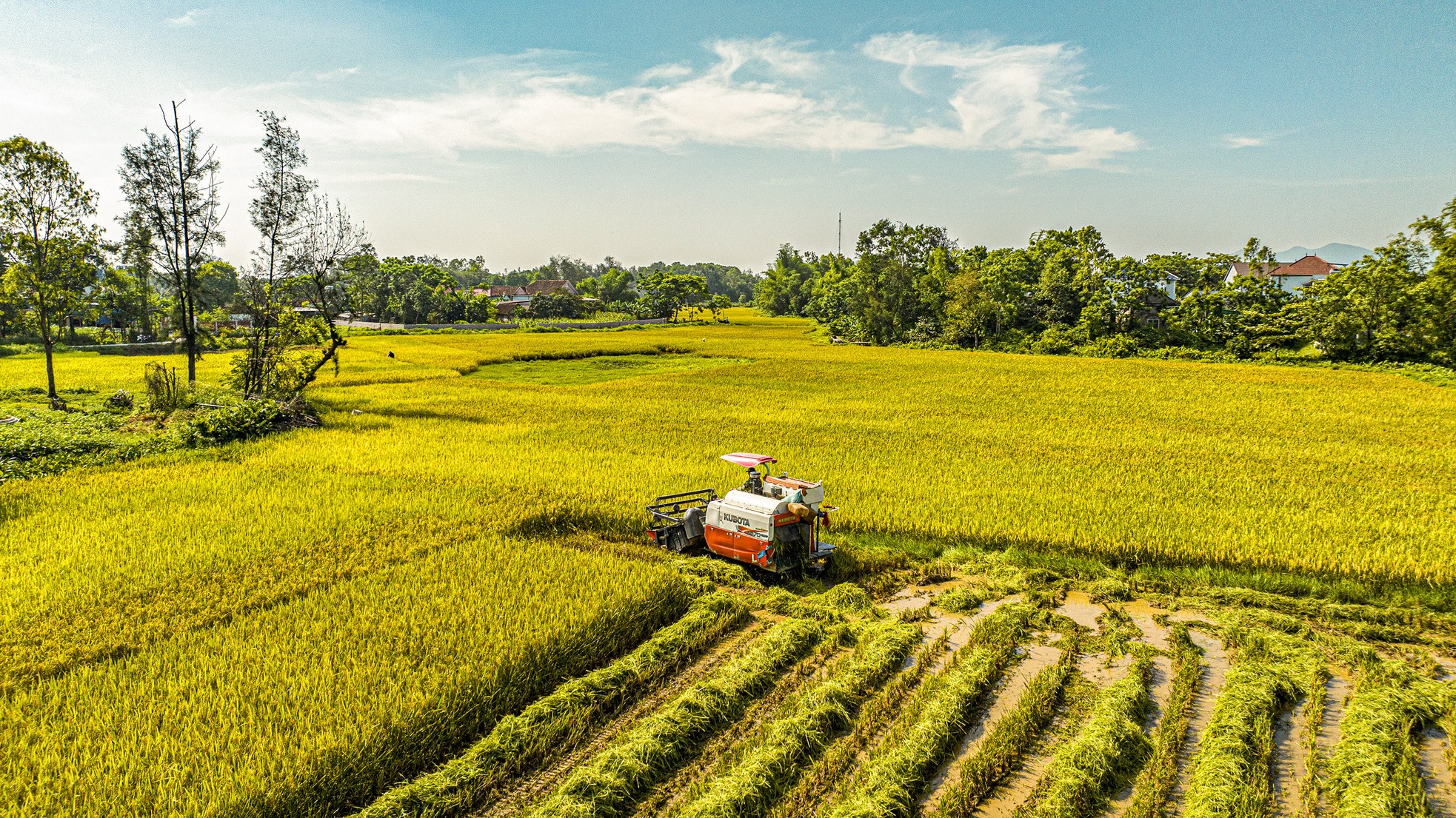 'Bay' trên những cánh đồng lúa chín vàng đẹp như tranh ảnh 14