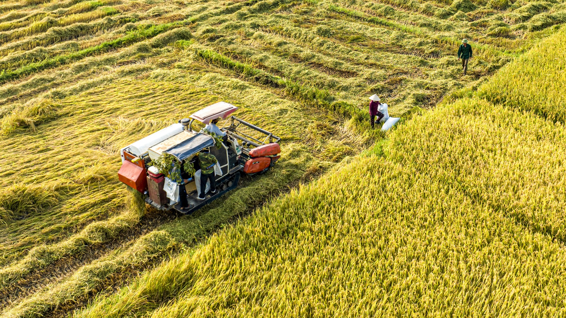 'Bay' trên những cánh đồng lúa chín vàng đẹp như tranh ảnh 8