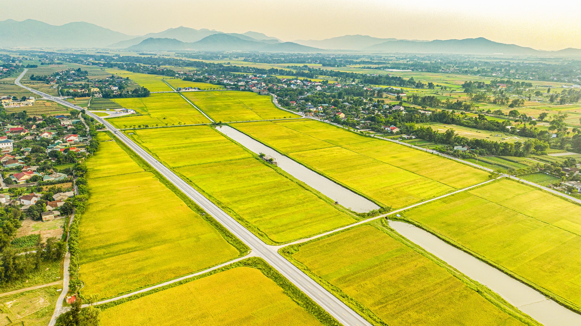 'Bay' trên những cánh đồng lúa chín vàng đẹp như tranh ảnh 7