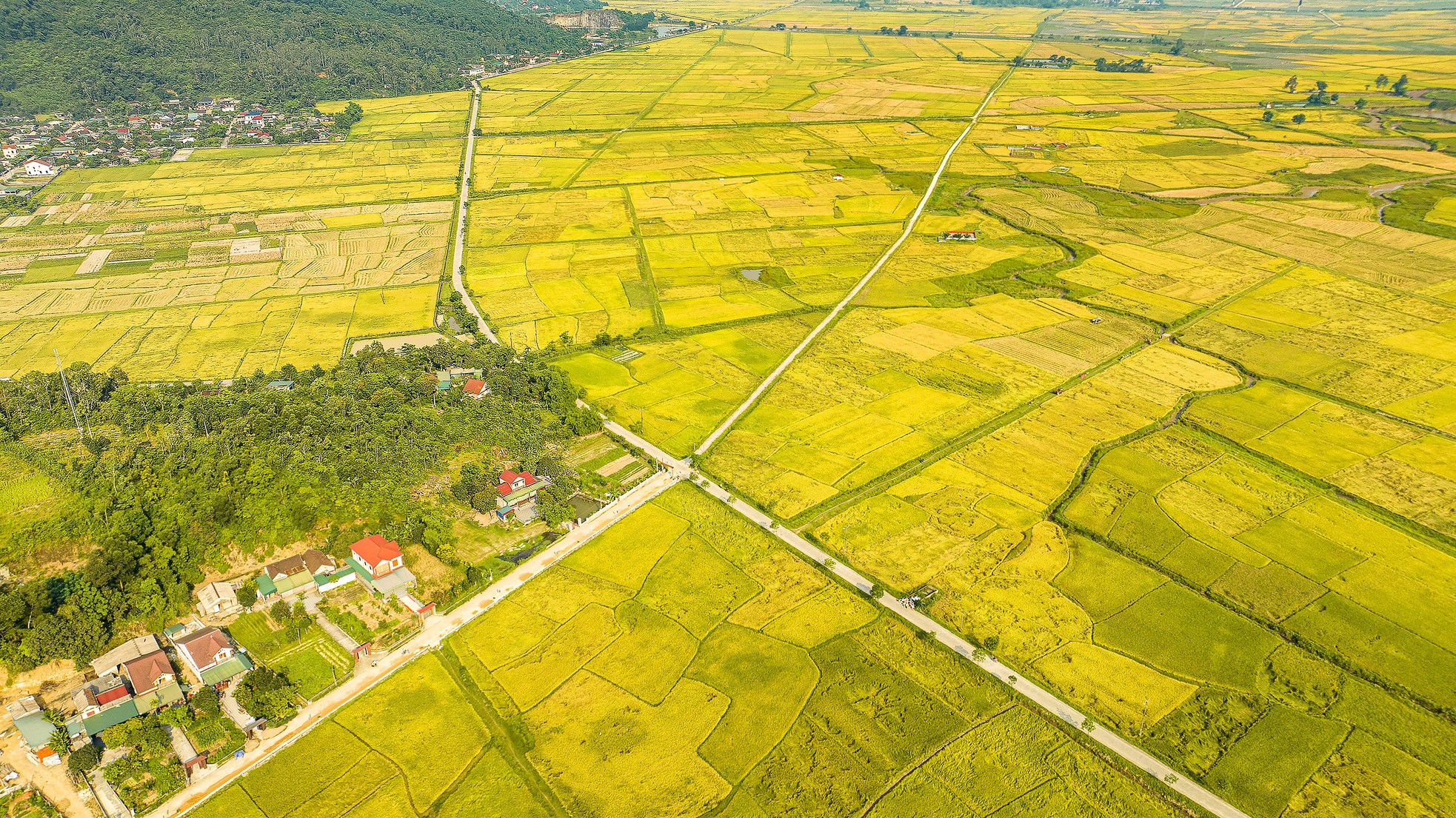 'Bay' trên những cánh đồng lúa chín vàng đẹp như tranh ảnh 1