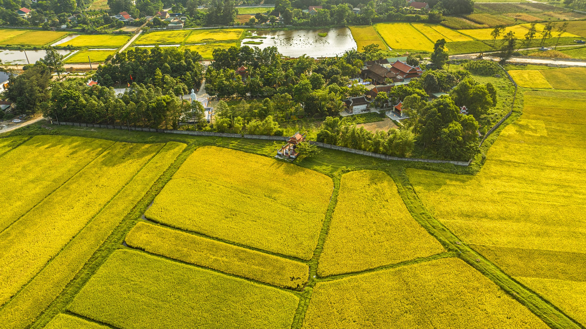 'Bay' trên những cánh đồng lúa chín vàng đẹp như tranh ảnh 5