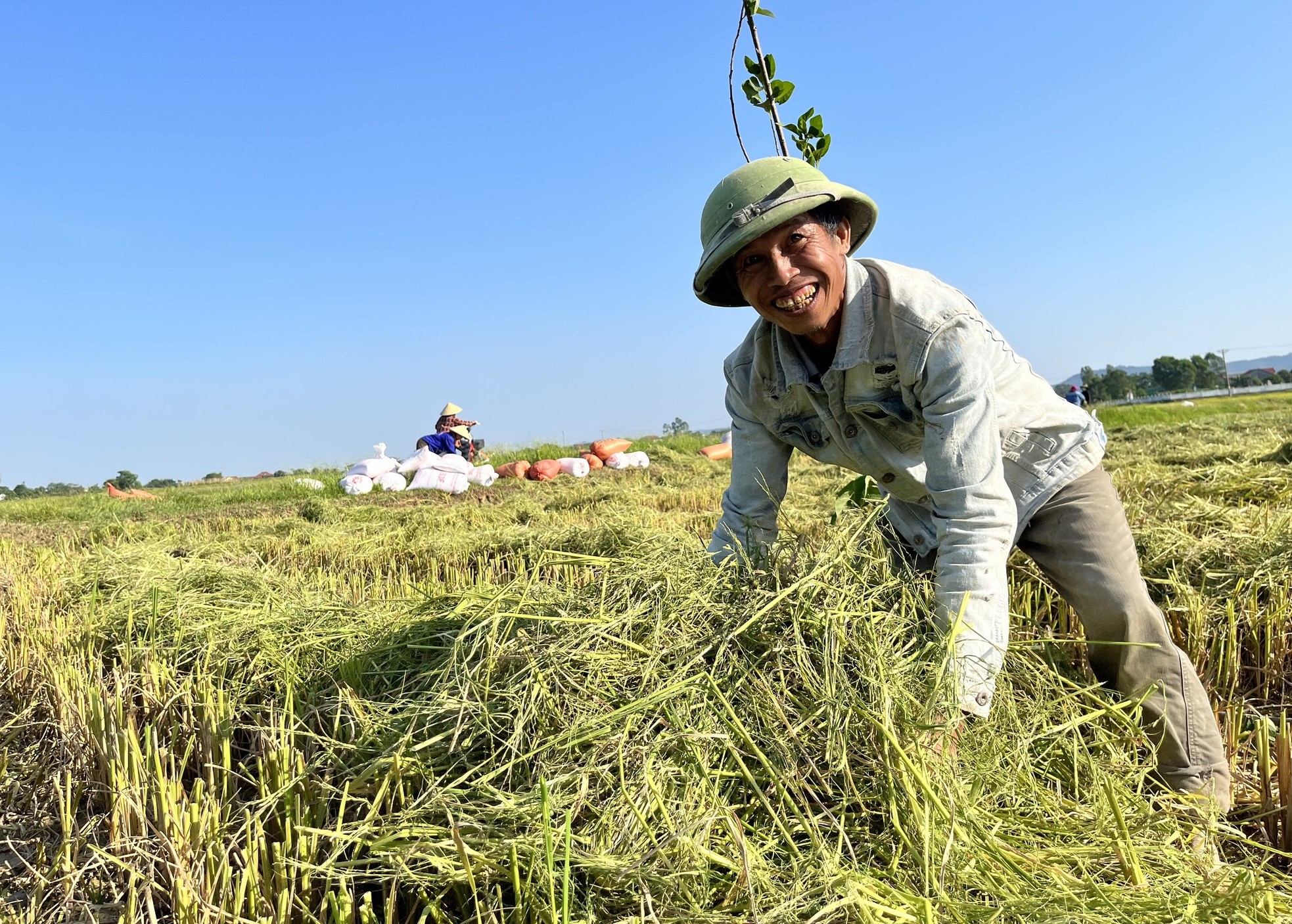 'Bay' trên những cánh đồng lúa chín vàng đẹp như tranh ảnh 11