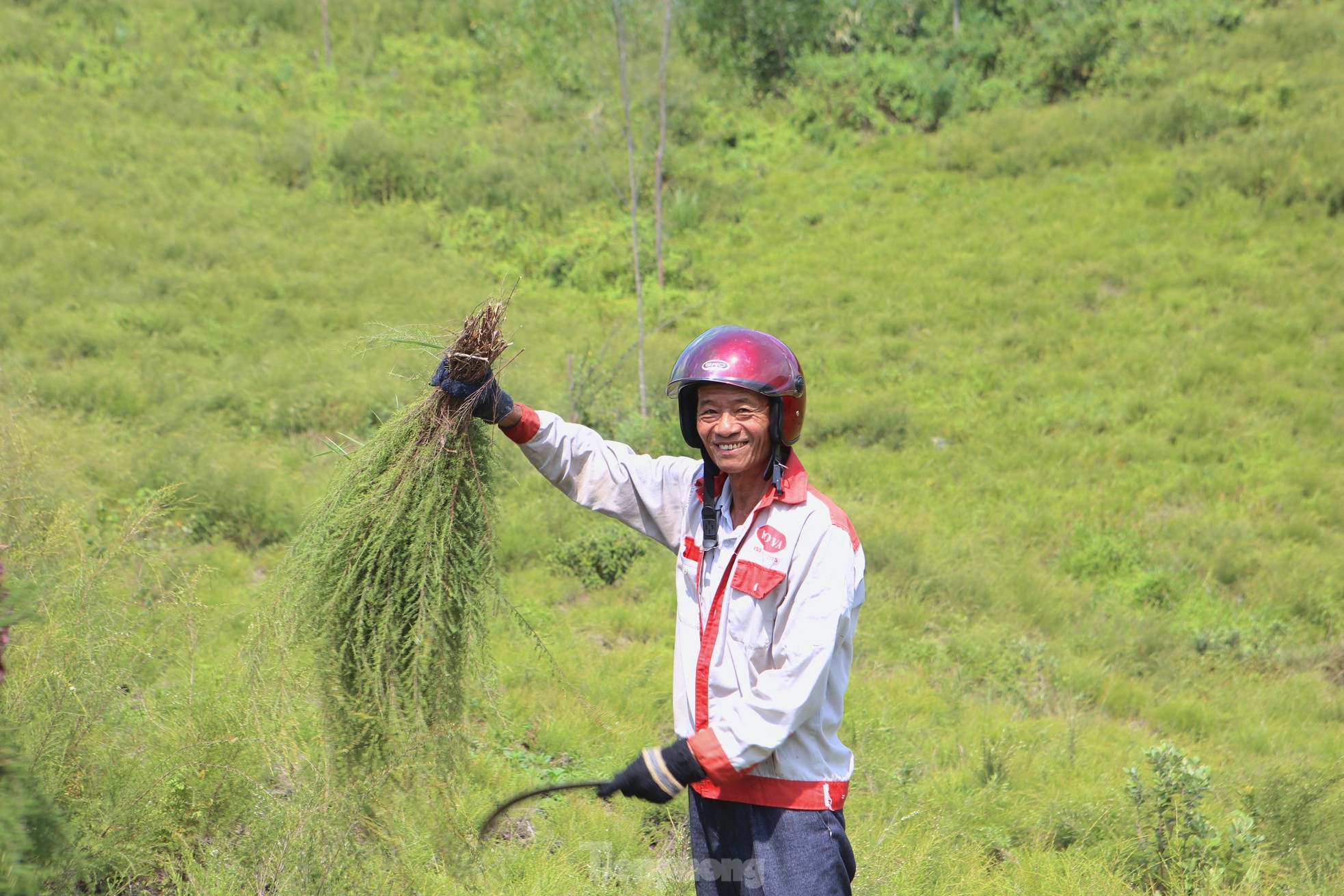 Nông dân Hà Tĩnh kiếm bộn tiền từ cây mọc hoang trên rừng ảnh 3