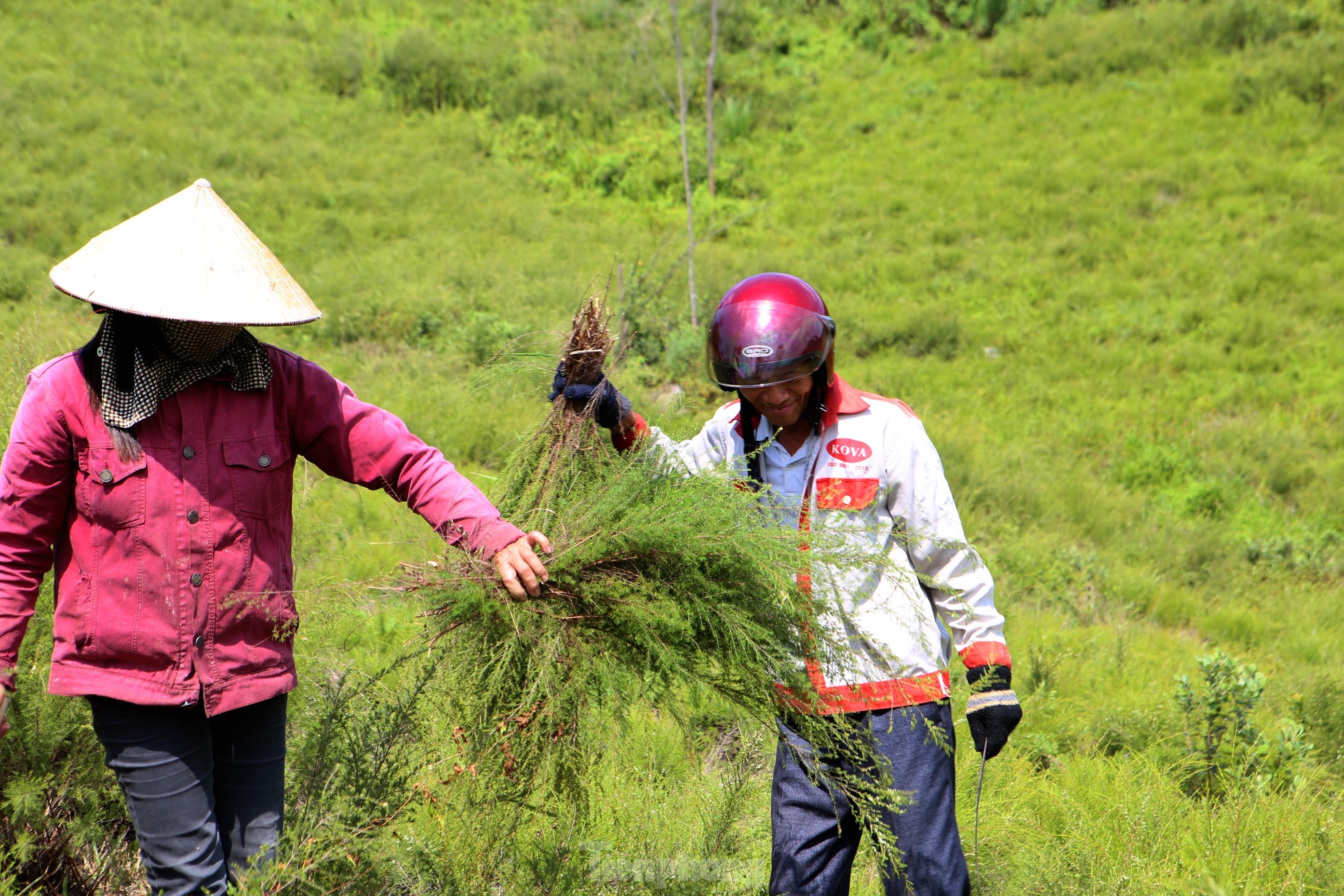 Nông dân Hà Tĩnh kiếm bộn tiền từ cây mọc hoang trên rừng ảnh 1