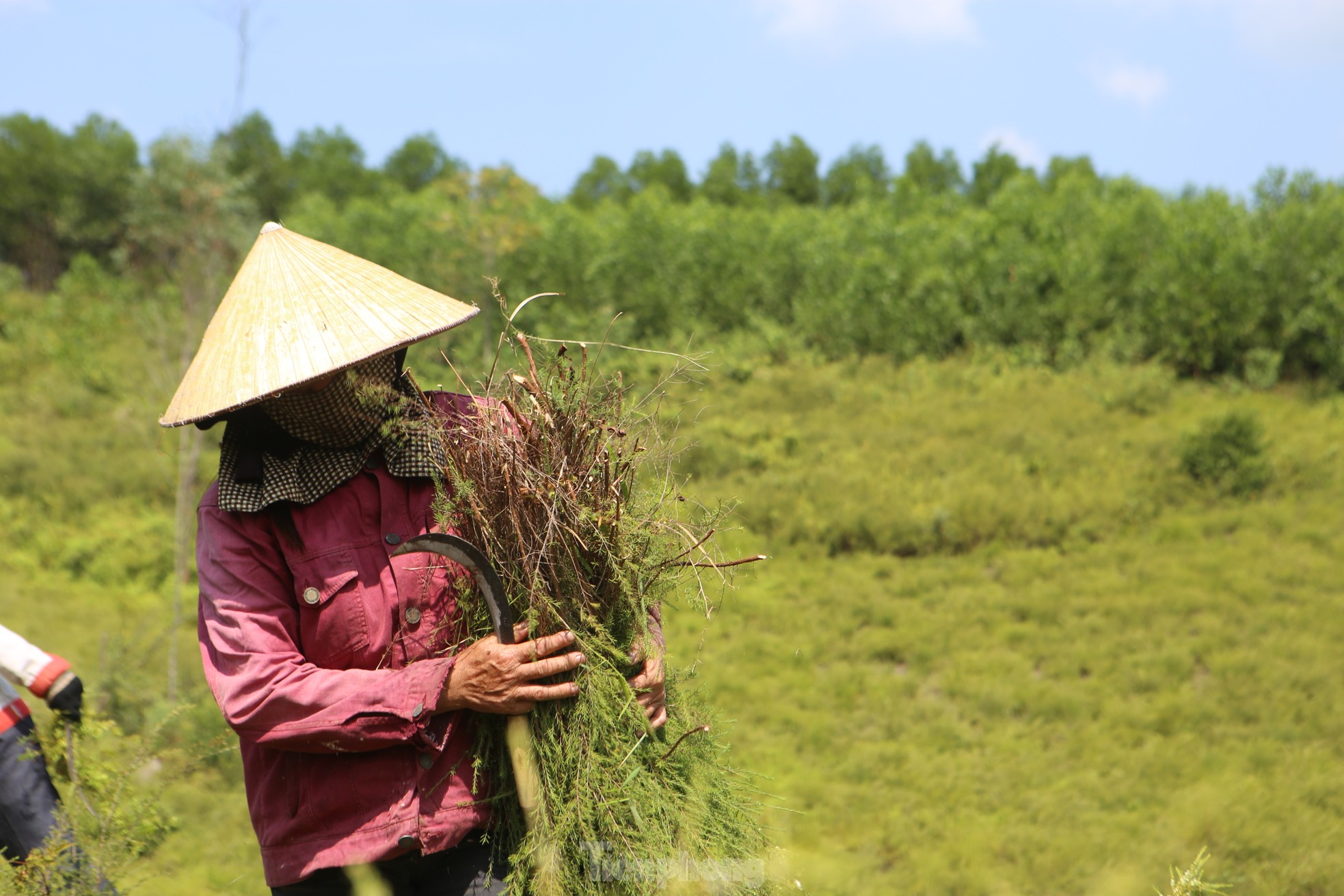 Nông dân Hà Tĩnh kiếm bộn tiền từ cây mọc hoang trên rừng ảnh 8