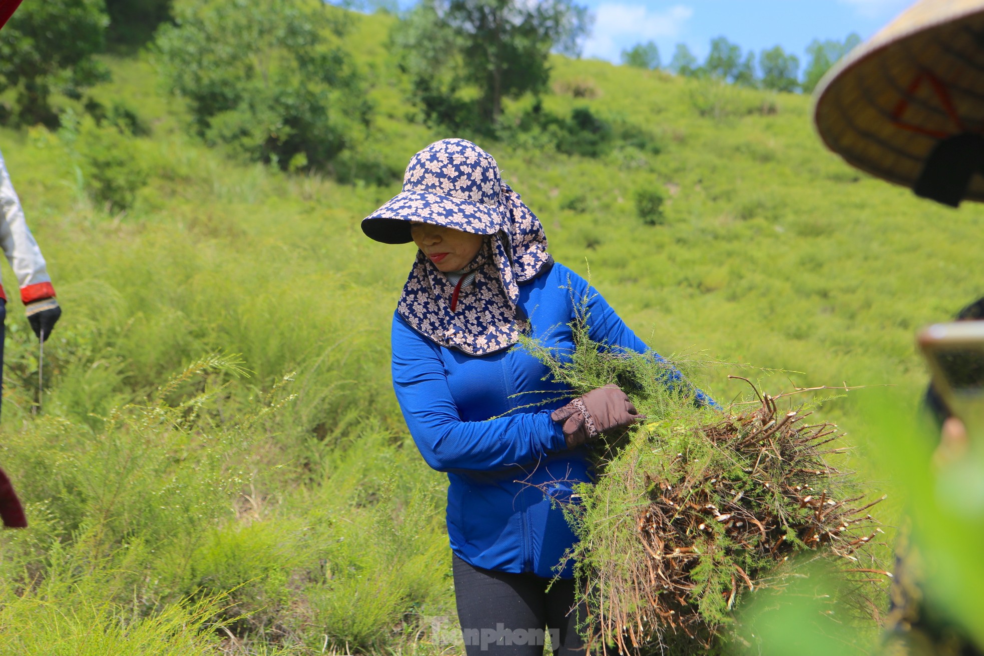 Nông dân Hà Tĩnh kiếm bộn tiền từ cây mọc hoang trên rừng ảnh 14