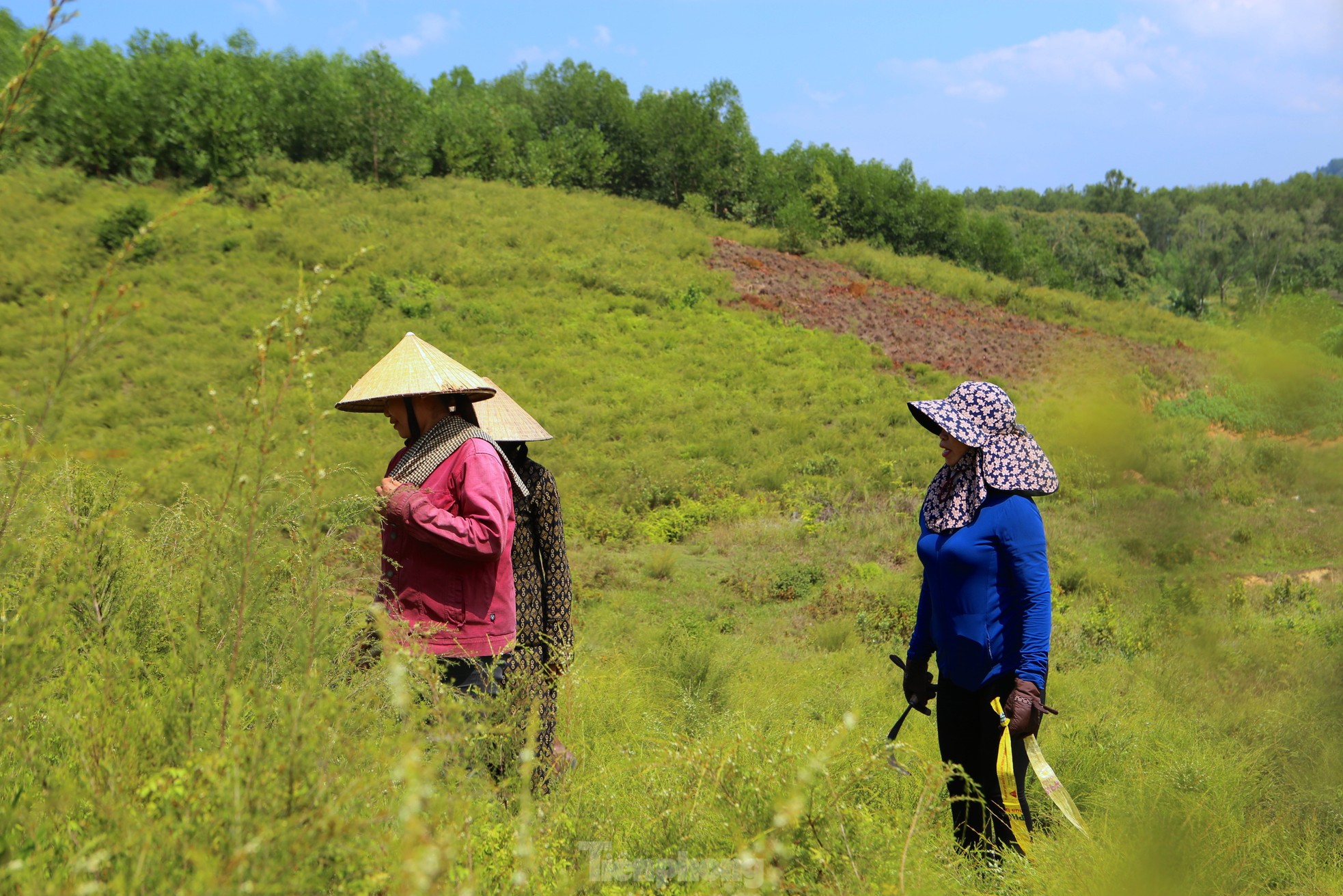 Nông dân Hà Tĩnh kiếm bộn tiền từ cây mọc hoang trên rừng ảnh 10