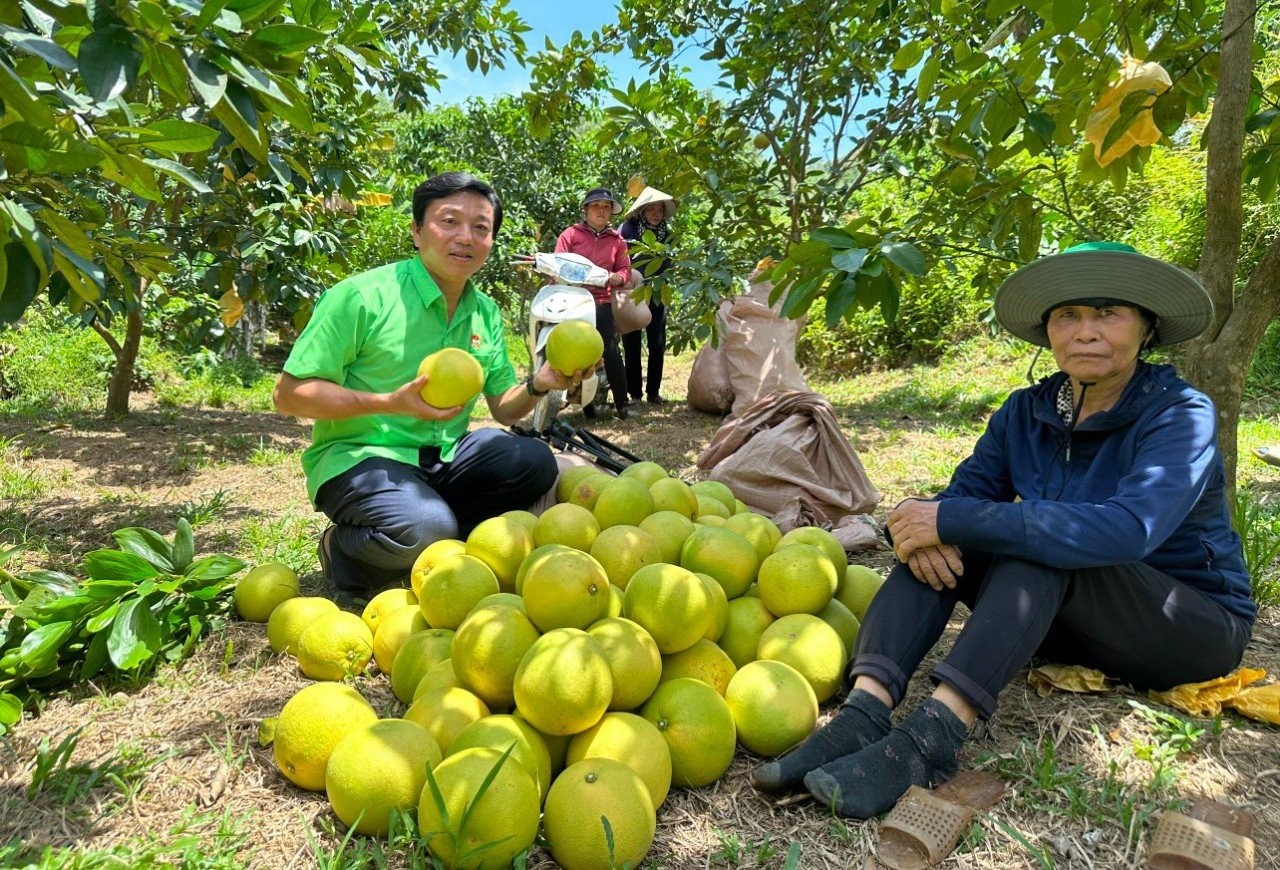 Thủ phủ bưởi rộn ràng vào mùa thu hoạch ảnh 12