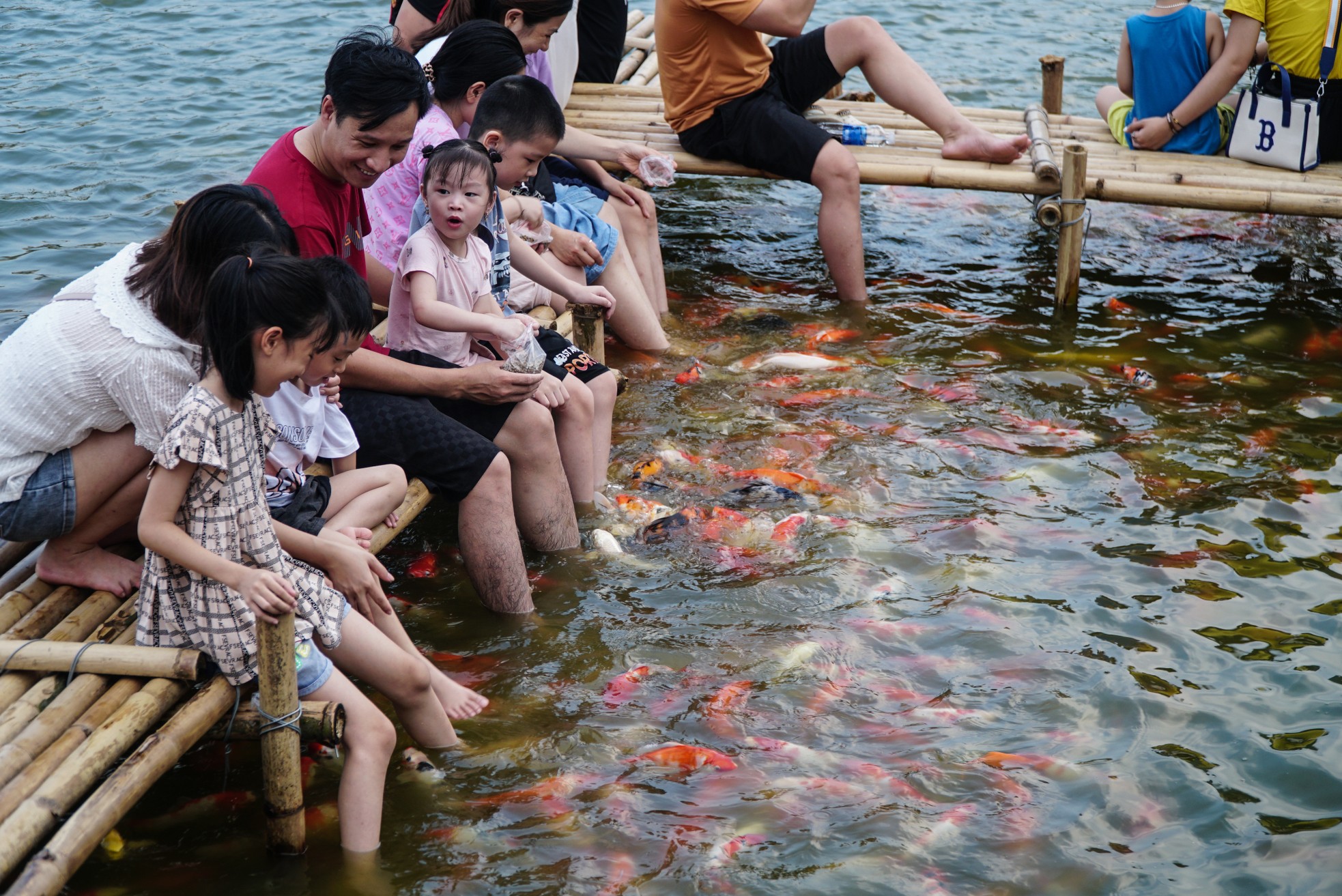 Ngất ngây sắc màu của vạn con cá Koi khi đến hồ Tây ảnh 6