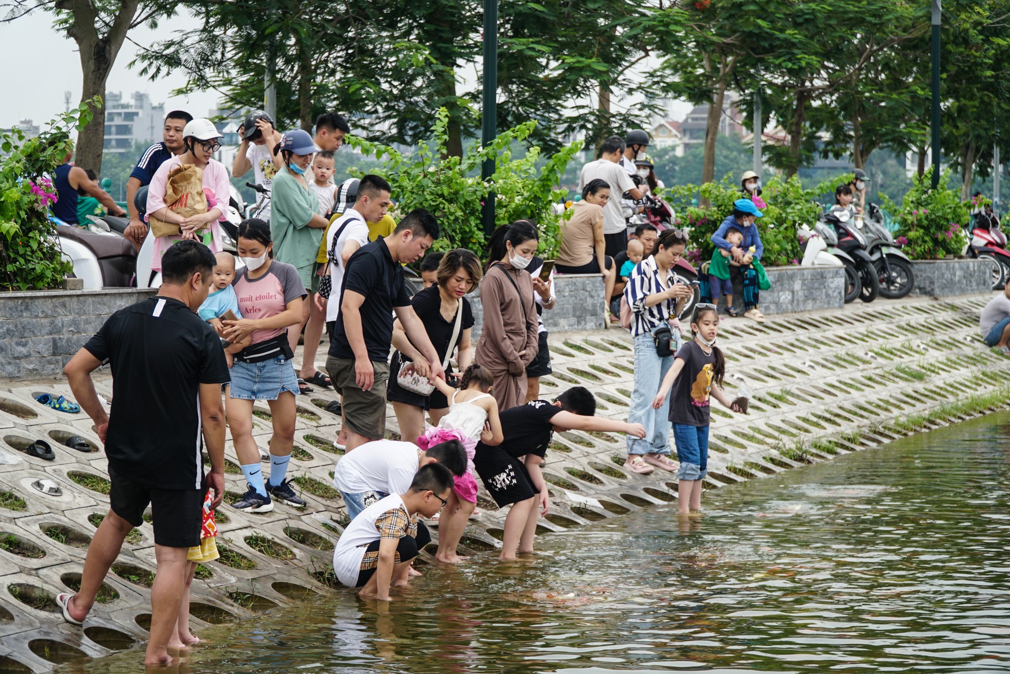 Ngất ngây sắc màu của vạn con cá Koi khi đến hồ Tây ảnh 4