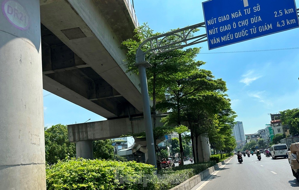 Cám cảnh cây xanh Hà Nội còi cọc 'đụng' gầm đường trên cao ảnh 10