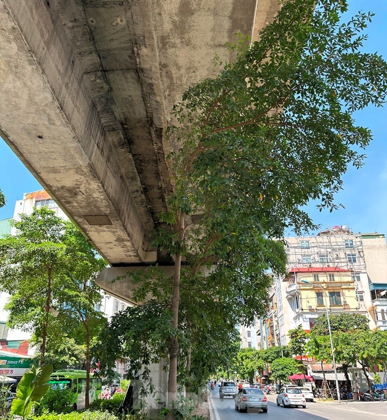 Cám cảnh cây xanh Hà Nội còi cọc 'đụng' gầm đường trên cao ảnh 2