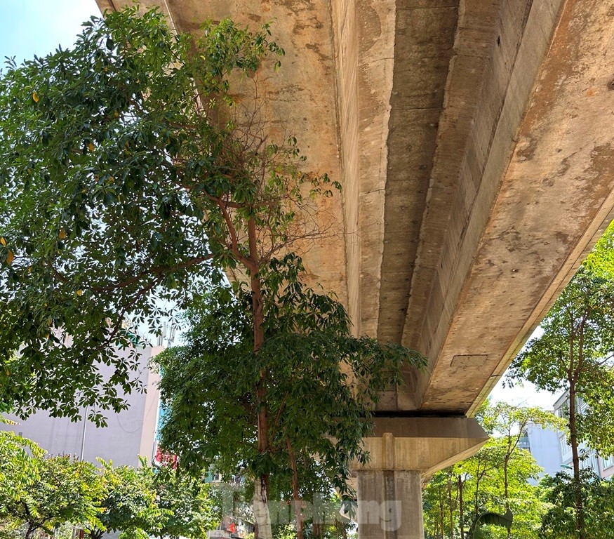 Cám cảnh cây xanh Hà Nội còi cọc 'đụng' gầm đường trên cao ảnh 4