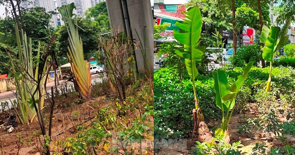 Cám cảnh cây xanh Hà Nội còi cọc 'đụng' gầm đường trên cao ảnh 6