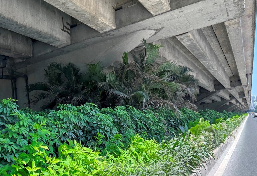 Cám cảnh cây xanh Hà Nội còi cọc 'đụng' gầm đường trên cao ảnh 7