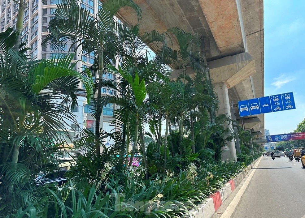 Cám cảnh cây xanh Hà Nội còi cọc 'đụng' gầm đường trên cao ảnh 9