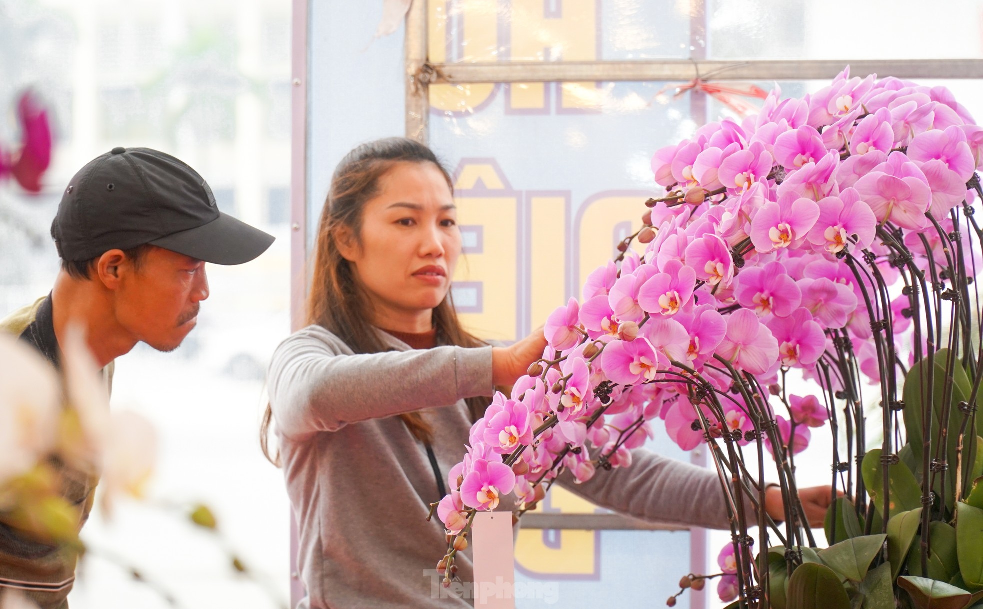 Cận cảnh chậu lan hồ điệp lớn nhất Việt Nam đang ‘ngóng’ khách ảnh 9