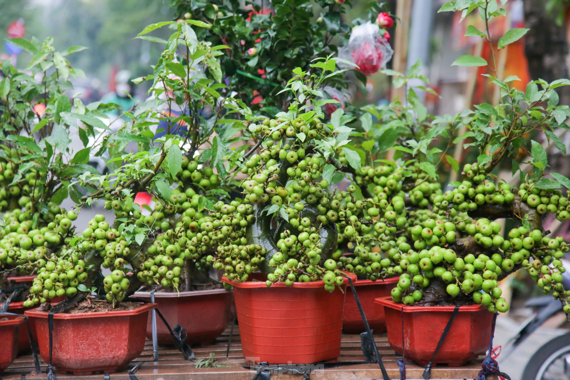 Hà Nội: Độc đáo vạn tuế mini, đu đủ bonsai chơi Tết đắt đỏ ảnh 5