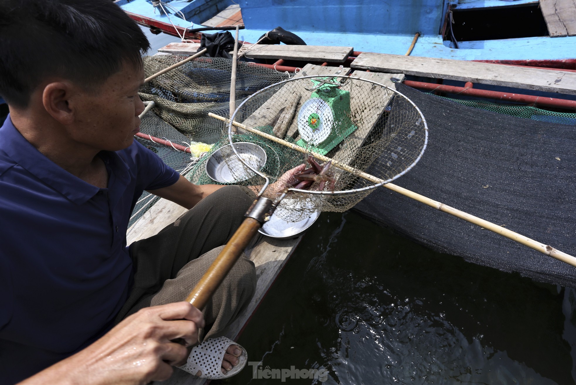 Mực nháy 'cháy' hàng, có tiền cũng không mua được ảnh 4