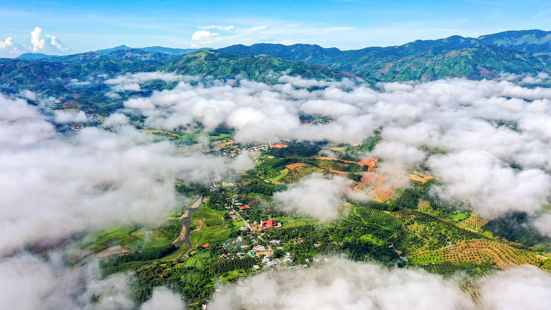 Nông dân 'hái ra tiền' nhờ giá sầu riêng phi mã ảnh 1